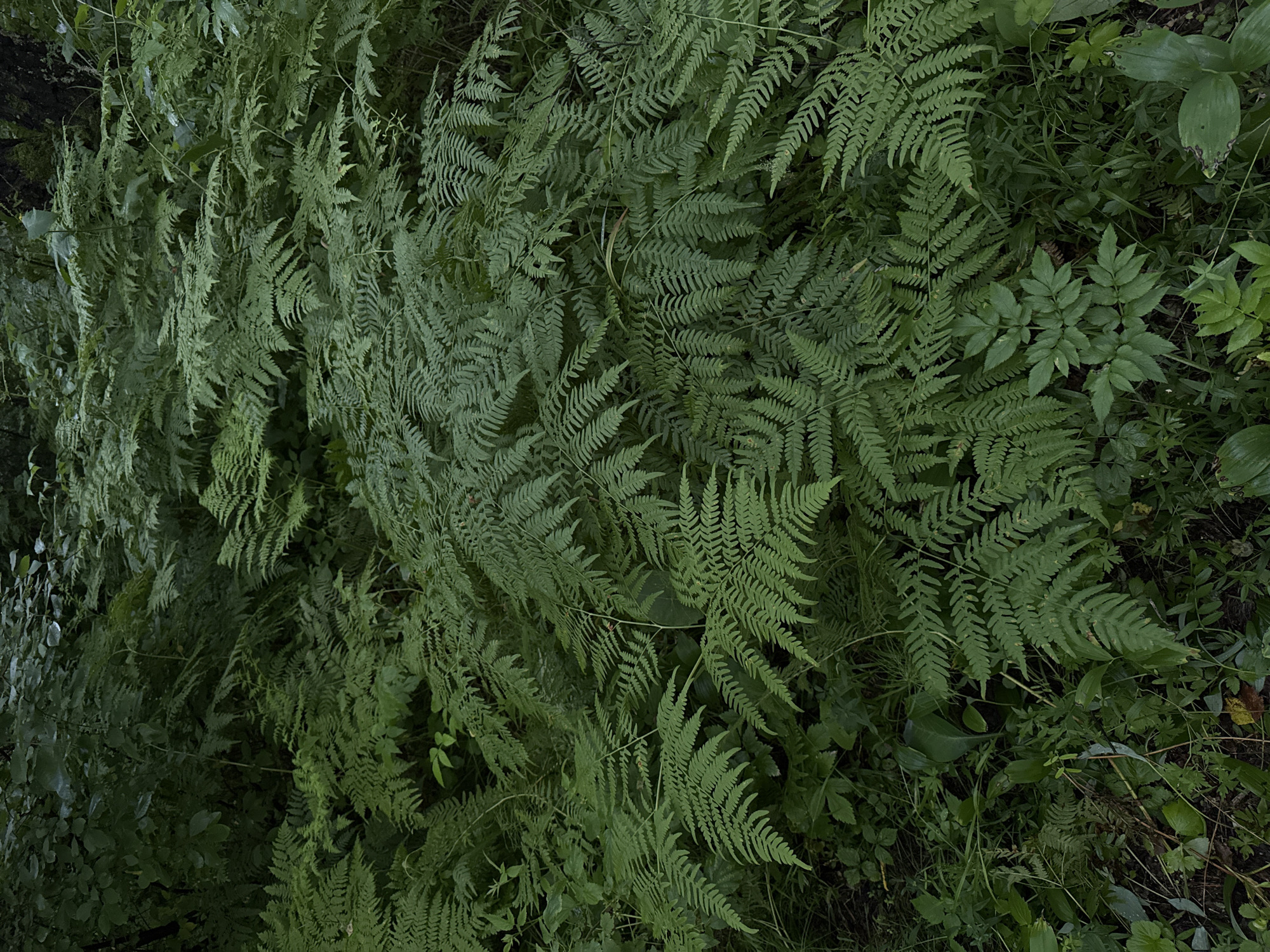 The image captures a dense, verdant undergrowth dominated by lush green ferns. The ferns are the primary subject, with their intricate, feathery fronds creating a textured tapestry. Smaller, broader leaves and blades of grass intermingle with the ferns, adding further depth and variation to the plant life. The overall impression is one of a wild, untamed natural setting.
The scene suggests a shaded environment, possibly a forest floor or a damp, overgrown area. The lighting appears dim, indicating either a heavily canopied location, a cloudy day, or perhaps dusk or dawn. There are no artificial objects or people visible, reinforcing the focus on the natural landscape. The colors are predominantly shades of green, with hints of darker, earthy tones in the soil or decomposing organic matter beneath the foliage.
Specific location cues are limited, but the presence of ferns and the overall dense vegetation are consistent with many temperate or boreal forest environments. Given the provided context of Krasnoyarsk, Russia, this scene could be representative of the taiga or mixed forest ecosystems found in that region. The weather appears to be calm, with no indication of wind or rain, and the overall mood is one of tranquility and the quiet persistence of nature. No text is visible in the image.