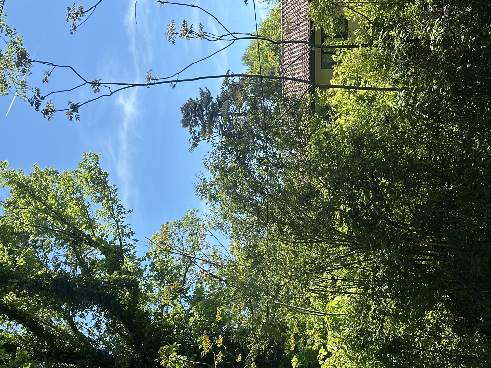 The image shows a view looking up at trees and the sky, with a partial view of a building in the background. The building has a red-tiled roof and a light-colored wall. The sky is blue with some wispy clouds. The trees have green foliage and some branches are visible. The location is Bliznatsi, Bulgaria. There are no people visible in the image.