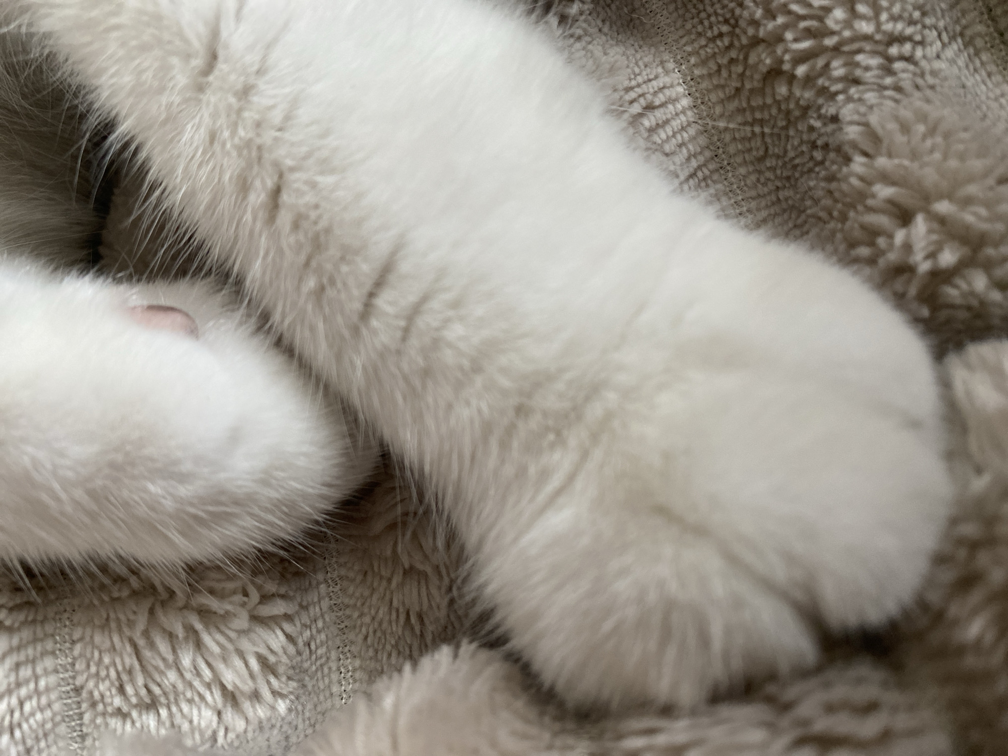 The image shows a close-up view of a white cat's paws resting on a textured, beige blanket. The cat's fur is soft and fluffy, and its paws appear clean and well-groomed. The blanket has a plush, chenille-like texture with subtle woven patterns. The lighting is soft and natural, highlighting the details of the fur and fabric. The scene is static and peaceful. This image does not contain any information about the city of Novokuznetsk, Russia.