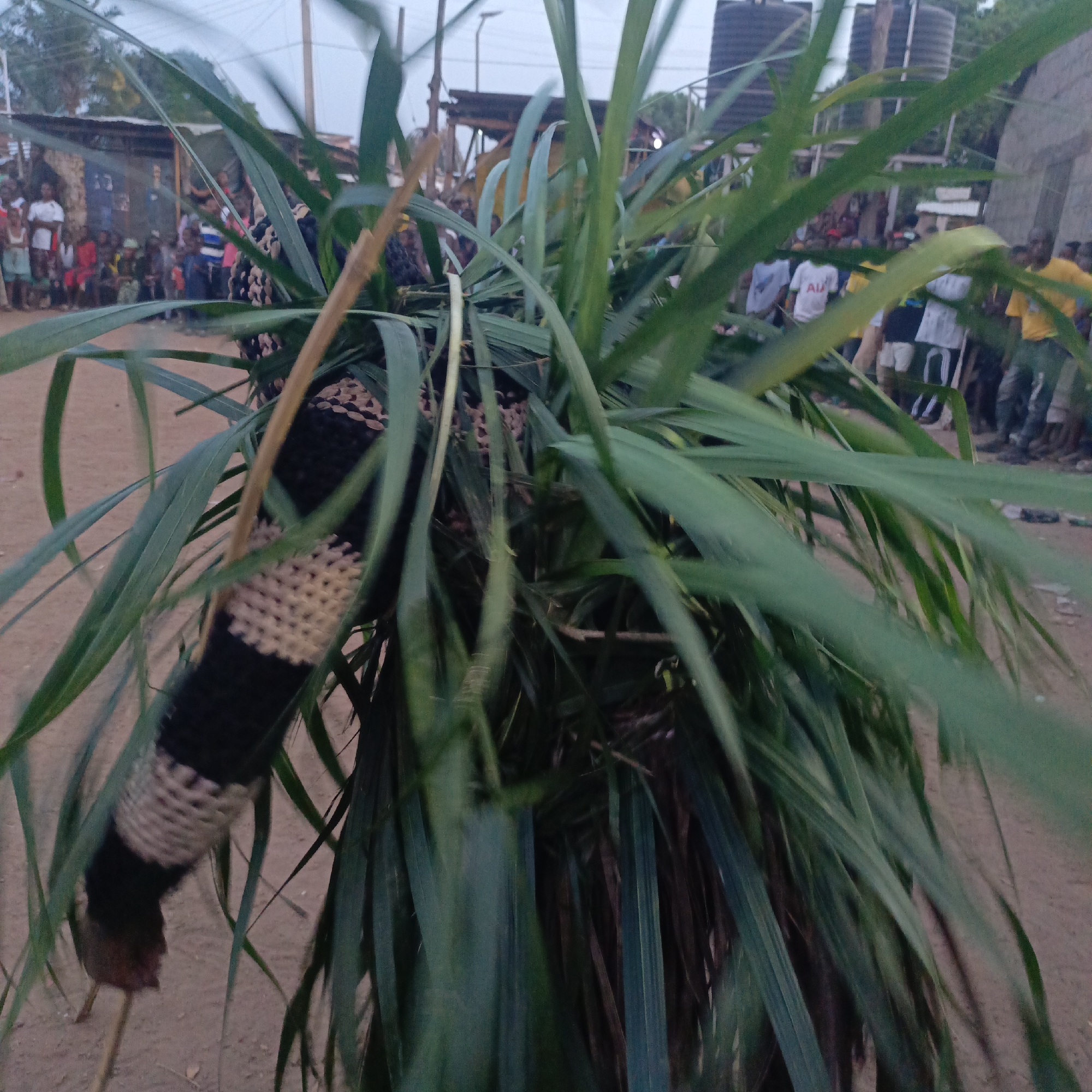In Akwanga, Nigeria, a cultural performance is taking place, obscured partially by tall, green foliage, possibly elephant grass. A figure, partially visible, is covered in a black and tan material, suggesting a masquerade. A crowd of onlookers, a mix of men, women, and children, is gathered. The background includes buildings and water storage tanks. The ground appears to be sandy or dirt. The lighting suggests it is either early morning or late afternoon.
