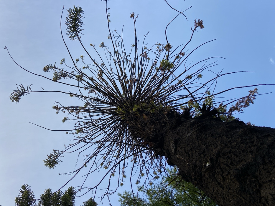 The image presents a low-angle, upward-facing perspective of a large, mature *Araucaria* tree against a clear, light blue sky. The dark, heavily textured trunk, displaying rugged bark, occupies the lower left portion of the frame, extending vertically. At its apex, a dense, radial cluster of numerous slender, dark branches emanates outwards in a starburst formation. Many of these branches are bare, while others bear small, sparse clusters of green and reddish-brown needle-like foliage, predominantly at their tips. Several longer branches curve gently downwards. On the far left, a segment of denser green foliage from an adjacent tree is visible. No individuals or specific activities are depicted. The scene is an outdoor environment, characteristic of a public park or botanical garden within Buenos Aires, Argentina.