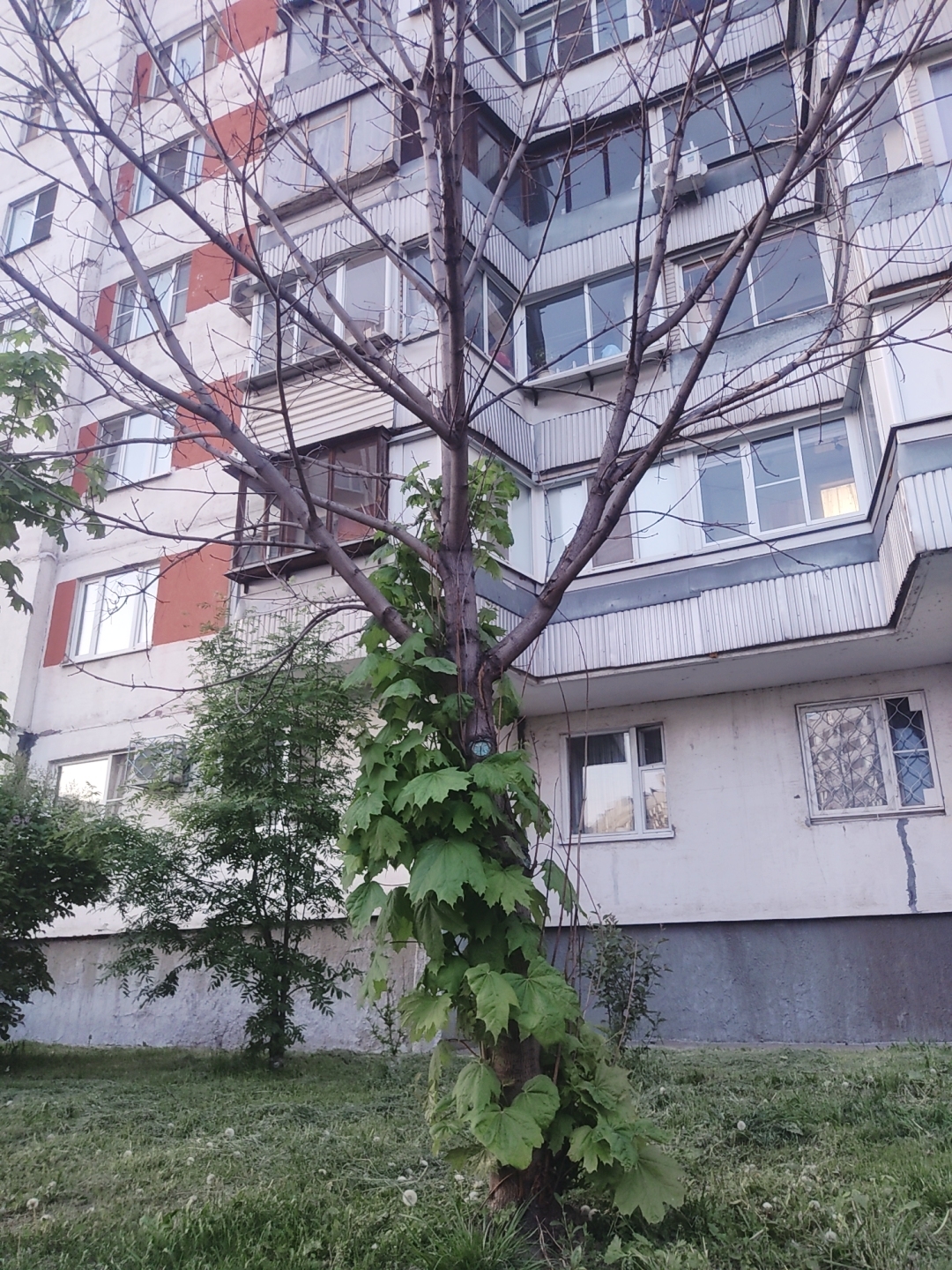 The image shows a multi-story apartment building with a tree in the foreground. The tree is bare of leaves except for a climbing plant with large green leaves that is growing up its trunk. The building has a repetitive pattern of windows and balconies and is painted in shades of white, gray, and some red. There is a grassy area at the base of the tree with some small weeds. The location is in a city, presumably residential.