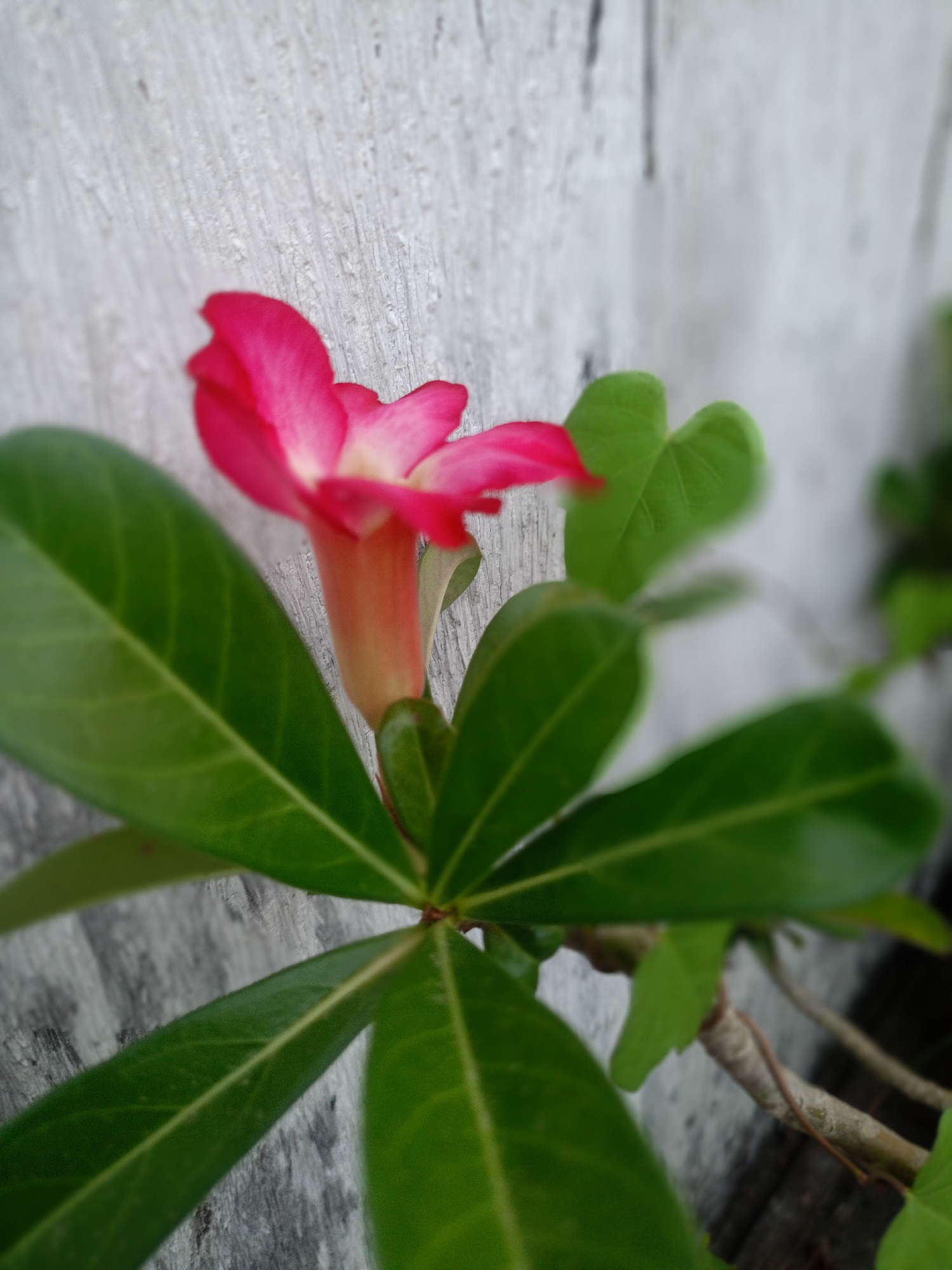 A close-up, slightly out-of-focus image shows a pink adenium flower with green leaves against a grey, textured wall. A stem extends from the flower towards the lower right. The location is Buketteukuh, Indonesia.