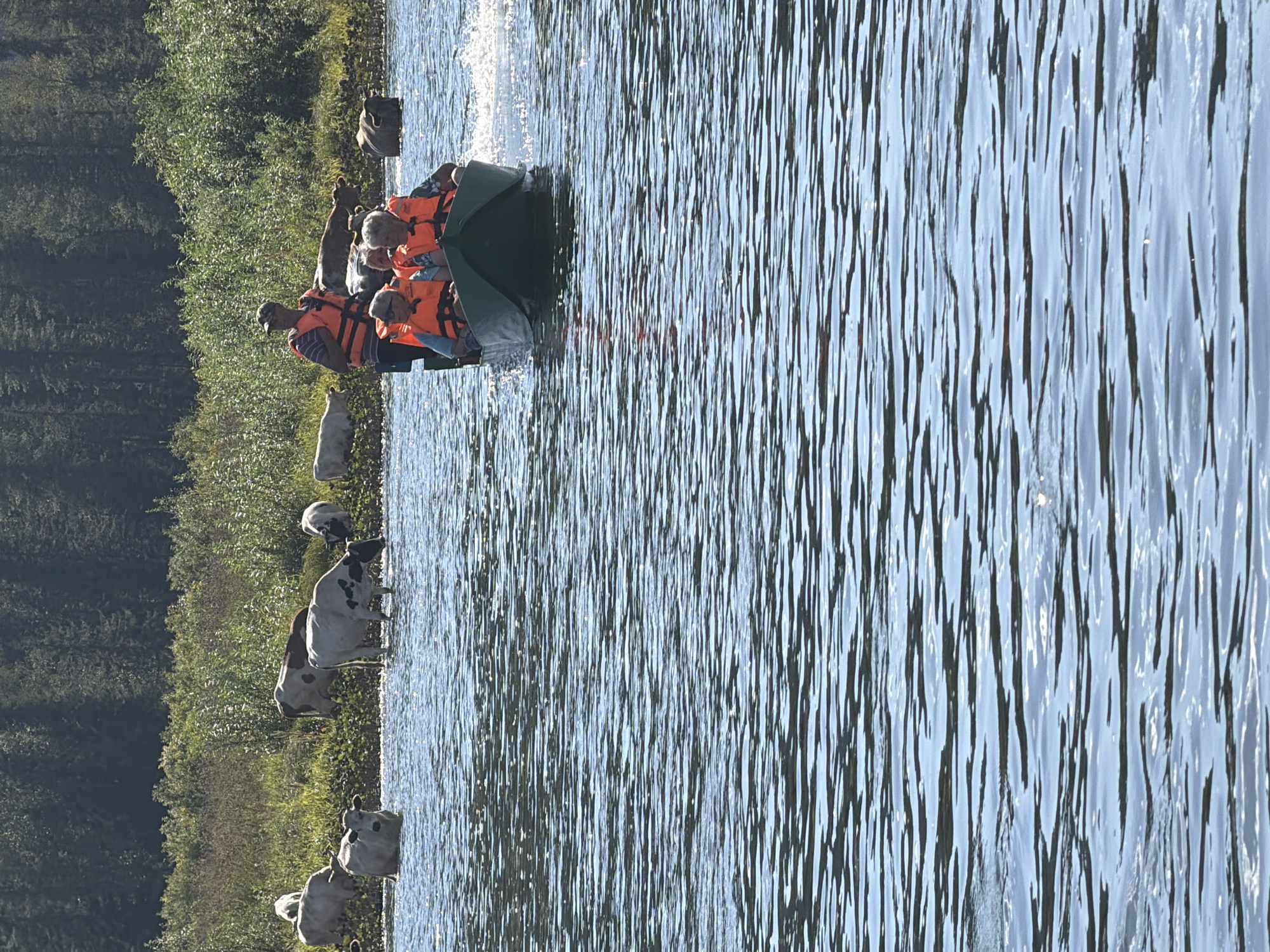 In Ust-Kabirza, Russia, on a sunny day, a small green motorboat speeds across a body of water, leaving a trail of white spray. The boat contains four occupants, three in the front and one standing in the back, all wearing bright orange life jackets. The people in the front appear to be two older women and a younger person. The standing individual in the back, a man wearing a cap and a striped shirt, appears to be operating the boat. In the background, several cows are visible standing in shallow water near a grassy shoreline lined with trees. The water is calm with a slight ripple, reflecting the bright sunlight.