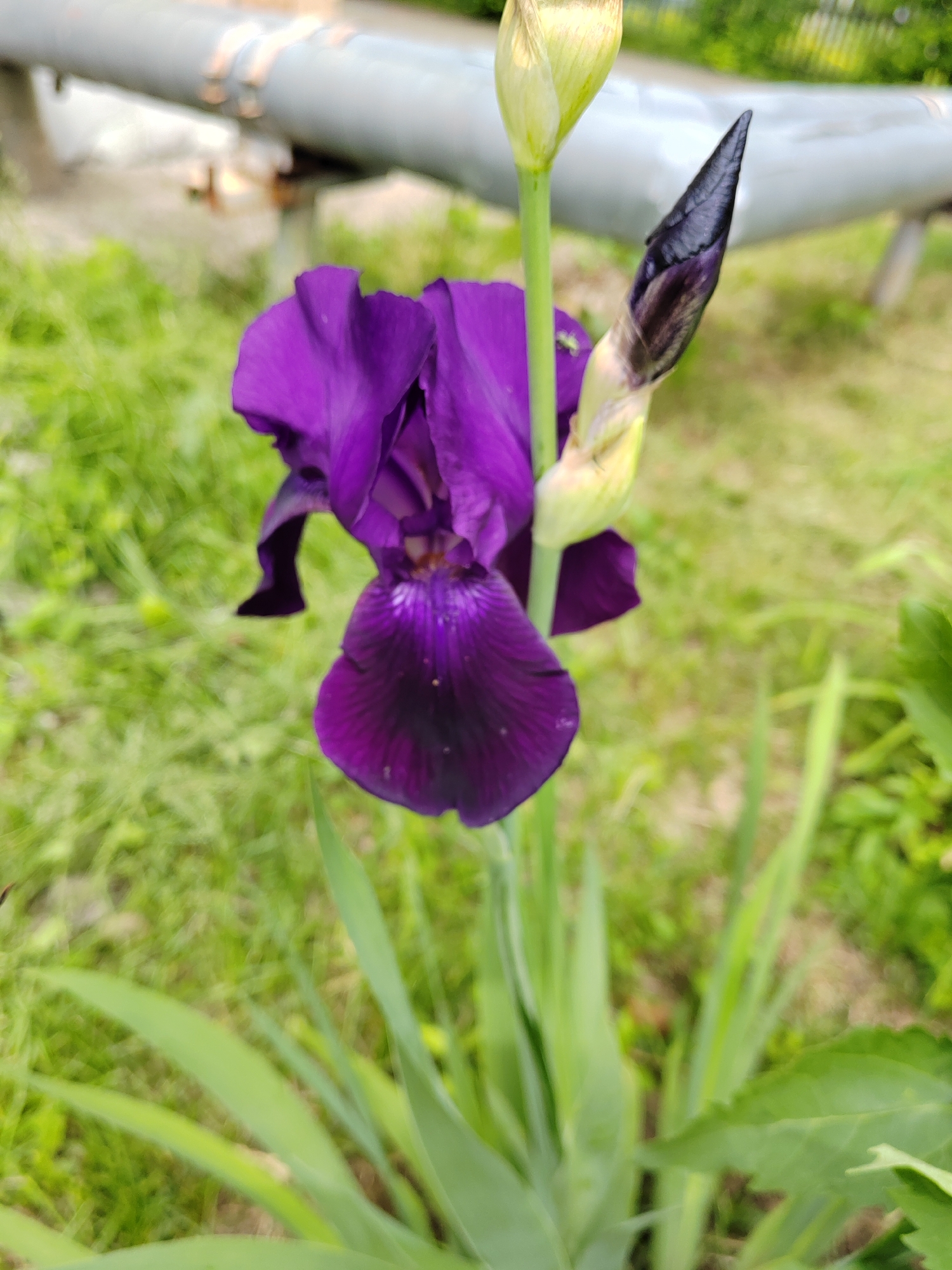 The image displays a close-up of a vibrant, deep purple iris flower in bloom, positioned centrally with its large petals unfurling. To the right of the open flower, a closed bud of the same plant is visible, exhibiting a dark purple tip where it's starting to open. Another light green bud or stem segment extends upwards from behind the main flower. The plant features long, slender green leaves at its base.
The background is softly blurred, predominantly showing green grass and foliage, indicating an outdoor, garden, or natural setting. In the upper portion of the background, a light gray or metallic pipe or railing is visible, running horizontally and also out of focus. The lighting suggests it is daytime. There are no people, specific activities beyond the flower blooming, or visible text in the image.
