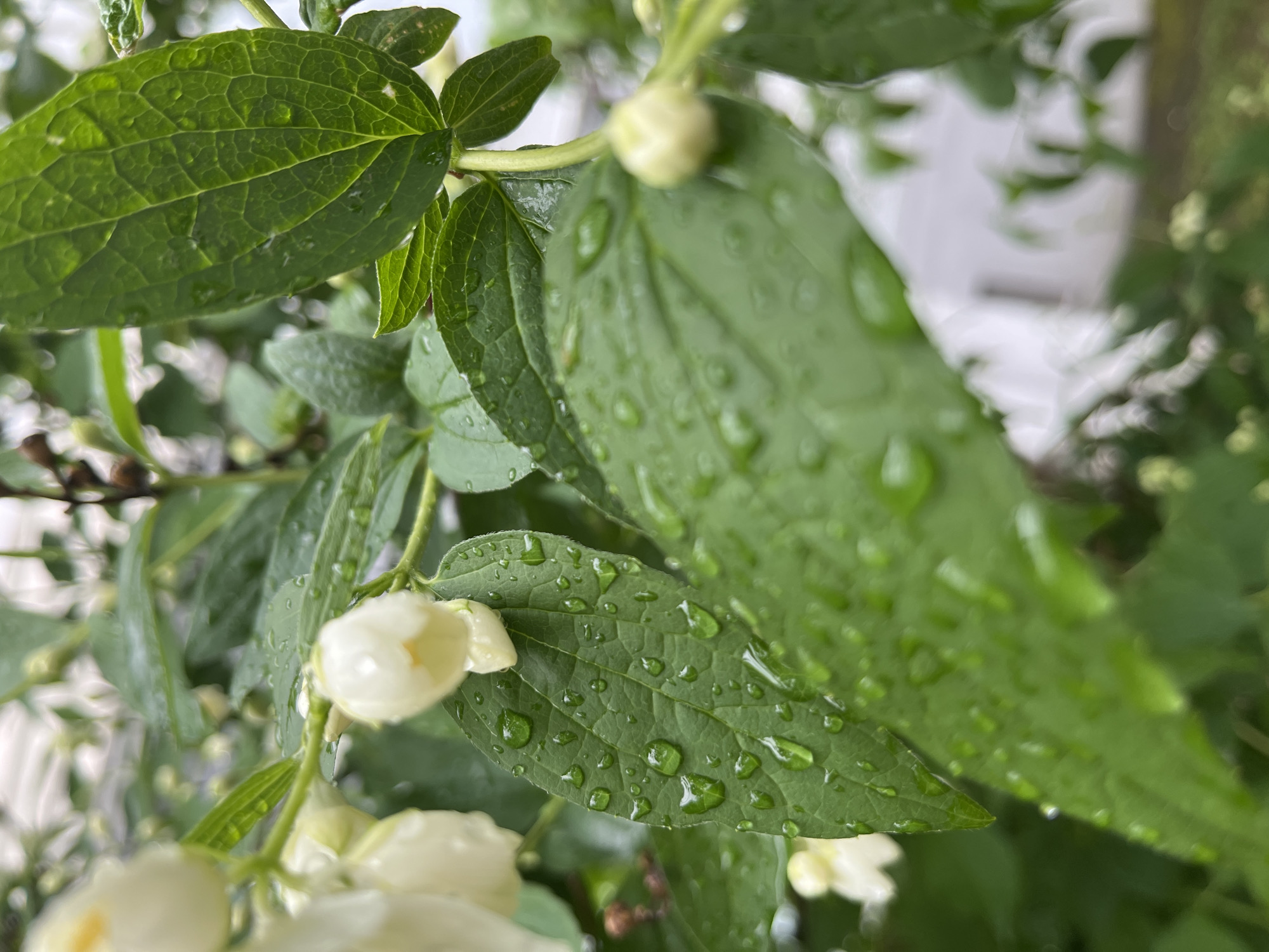 This close-up image captures vibrant green leaves and developing white flower buds of a plant, likely jasmine or mock orange, in an outdoor setting in Chaikovsky, Russia. The primary focus is on several large, ovate leaves covered in numerous clear water droplets, indicating recent rainfall or heavy dew. The intricate vein structure of the leaves is sharply defined, highlighted by the light refracting through the droplets.
Scattered throughout the frame are small, tightly closed white flower buds. One bud is prominently featured in the lower-left foreground, and another can be seen in the upper-right, both awaiting bloom. The leaves exhibit a healthy, lush green color.
The background is softly blurred, featuring more green foliage and indistinct lighter shapes, possibly suggesting a building, fence, or the sky beyond the plant. The lighting appears soft and diffused, consistent with an overcast day or a shaded environment. There are no people or discernible activities taking place. The image conveys a sense of natural freshness and tranquility after a rain. No text is visible.