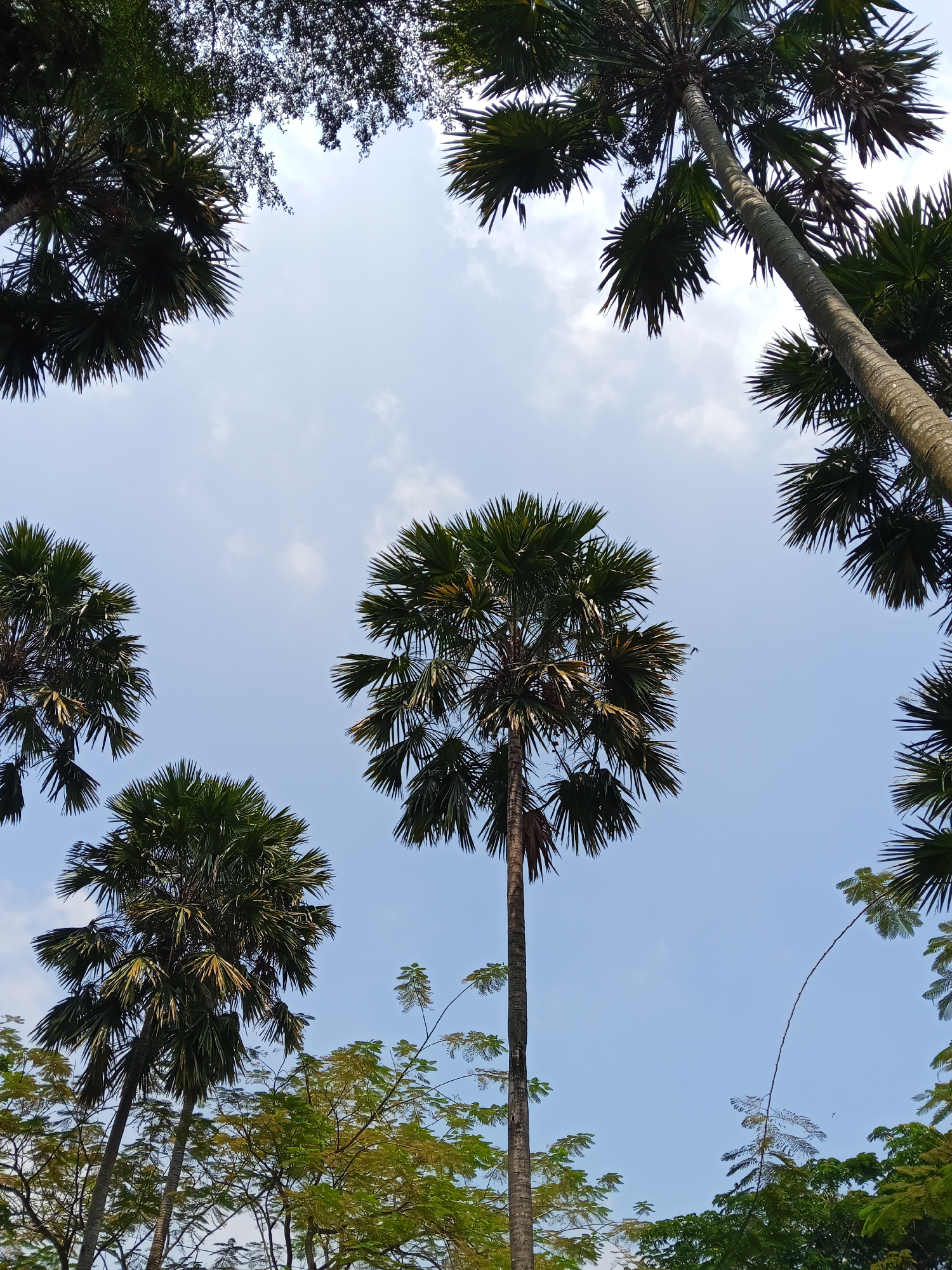 The image is a low-angle shot looking up at several palm trees against a clear blue sky with scattered white clouds. The palm trees are tall and slender with large, fan-shaped fronds. In the foreground and along the edges of the frame, other trees with green and yellow foliage are visible, suggesting a lush, possibly tropical, environment. The lighting indicates it is daytime. The scene appears to be outdoors in a natural or park-like setting, possibly within the city of Semarang, Indonesia, given the characteristic vegetation and climate. No people or specific man-made structures are clearly identifiable.
