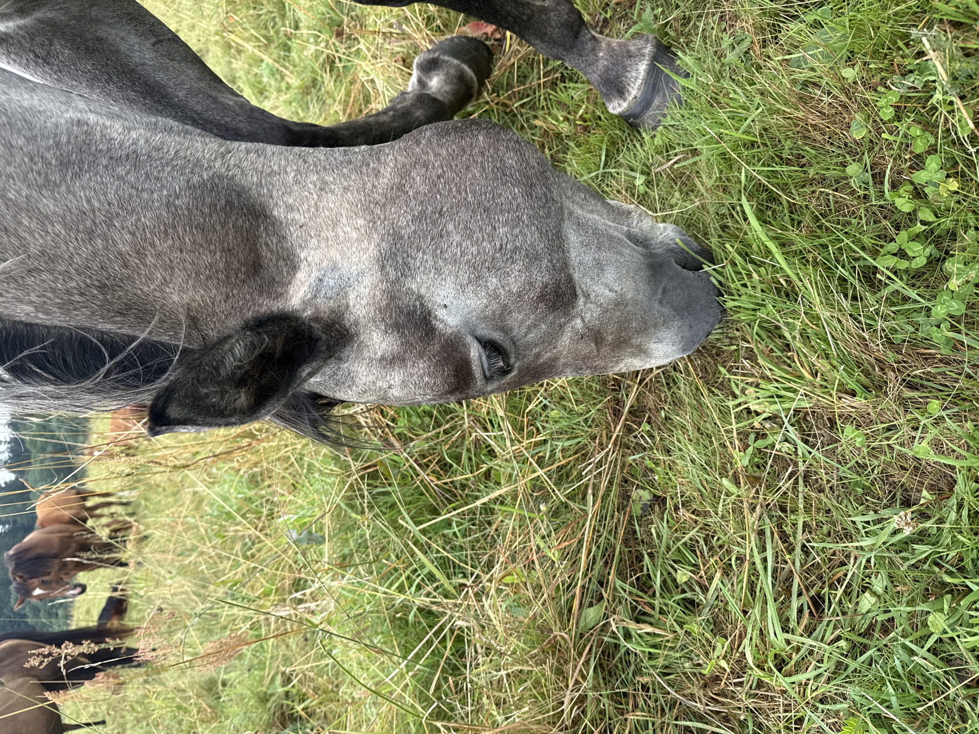 In Galinė, Lithuania, a close-up shot focuses on the head of a grey horse grazing in a grassy field. The horse is positioned in the foreground, with its head lowered to the ground, its muzzle obscured by the grass. Its left eye is visible, and its ear is tilted slightly forward. The horse's grey coat is detailed, showing fine hairs. In the background, other horses, some brown and some darker, are visible grazing in the distance, along with tall grasses and foliage. The overall environment appears to be an outdoor, natural setting, likely a pasture.