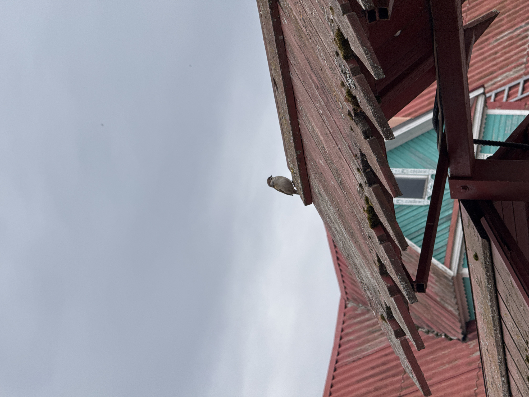 A sparrow perches on a weathered, red-brown wooden structure, possibly part of a building or roof. The structure appears aged, with moss growing on its edges. In the background, there's a glimpse of a building with a turquoise or teal-colored facade and white window frames. The sky is overcast and grey. The location is Kladovitsy, Russia.