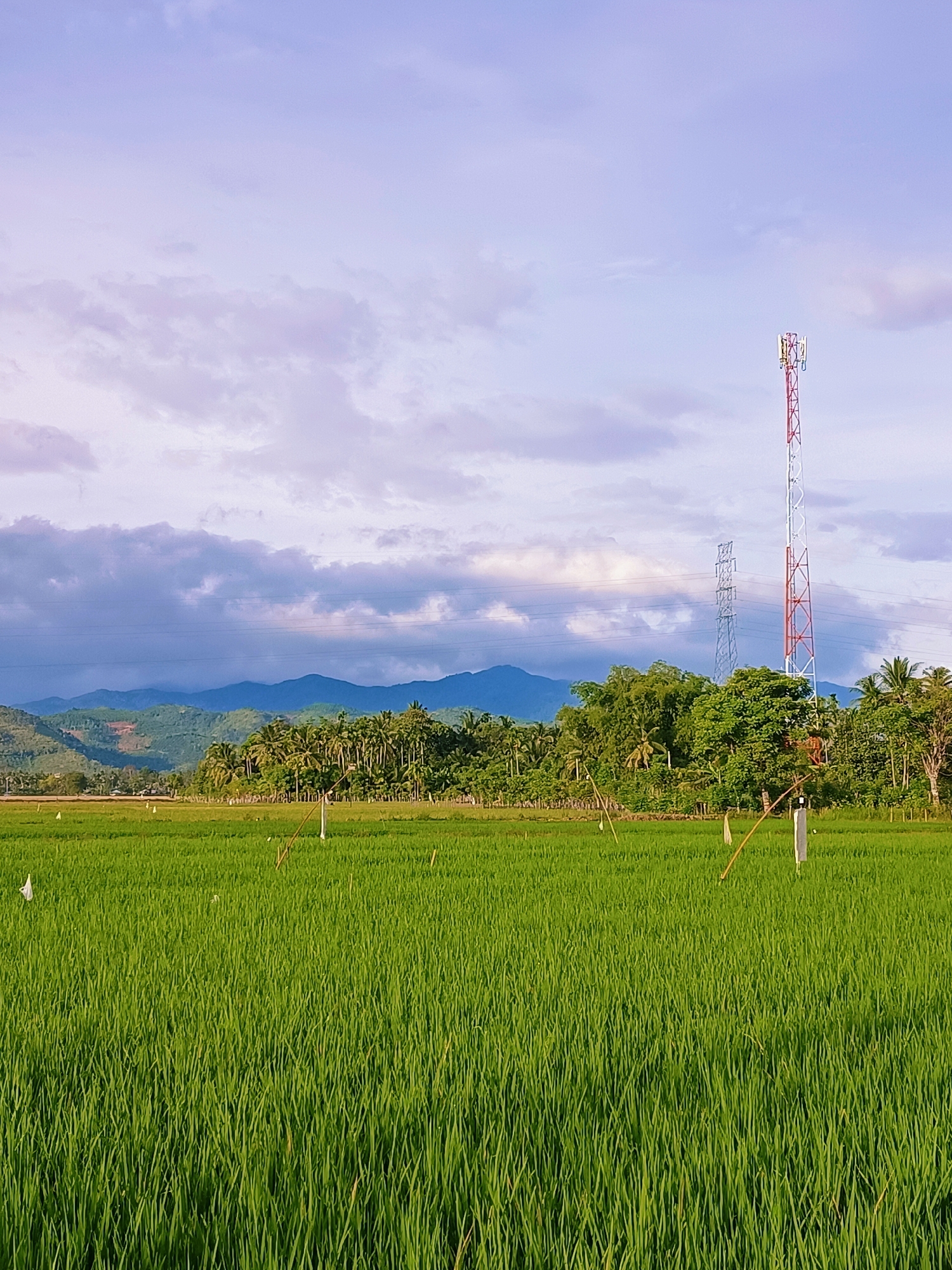 This image depicts a lush green rice paddy field in Bunot, Indonesia, bathed in the soft, diffused light of a sky with scattered pale purple and white clouds. In the background, a dense line of trees, including palms and other tropical foliage, forms a verdant barrier against rolling, mist-shrouded mountains. Dominating the right side of the frame is a tall, red and white lattice telecommunications tower, with a smaller, grey metal transmission tower visible behind it. The rice stalks in the foreground are vibrant and tall, with a few white flags and wooden stakes dotted throughout the field, possibly marking boundaries or serving as scarecrows. The overall scene is serene and agricultural, with a touch of modern infrastructure in the form of the towers.