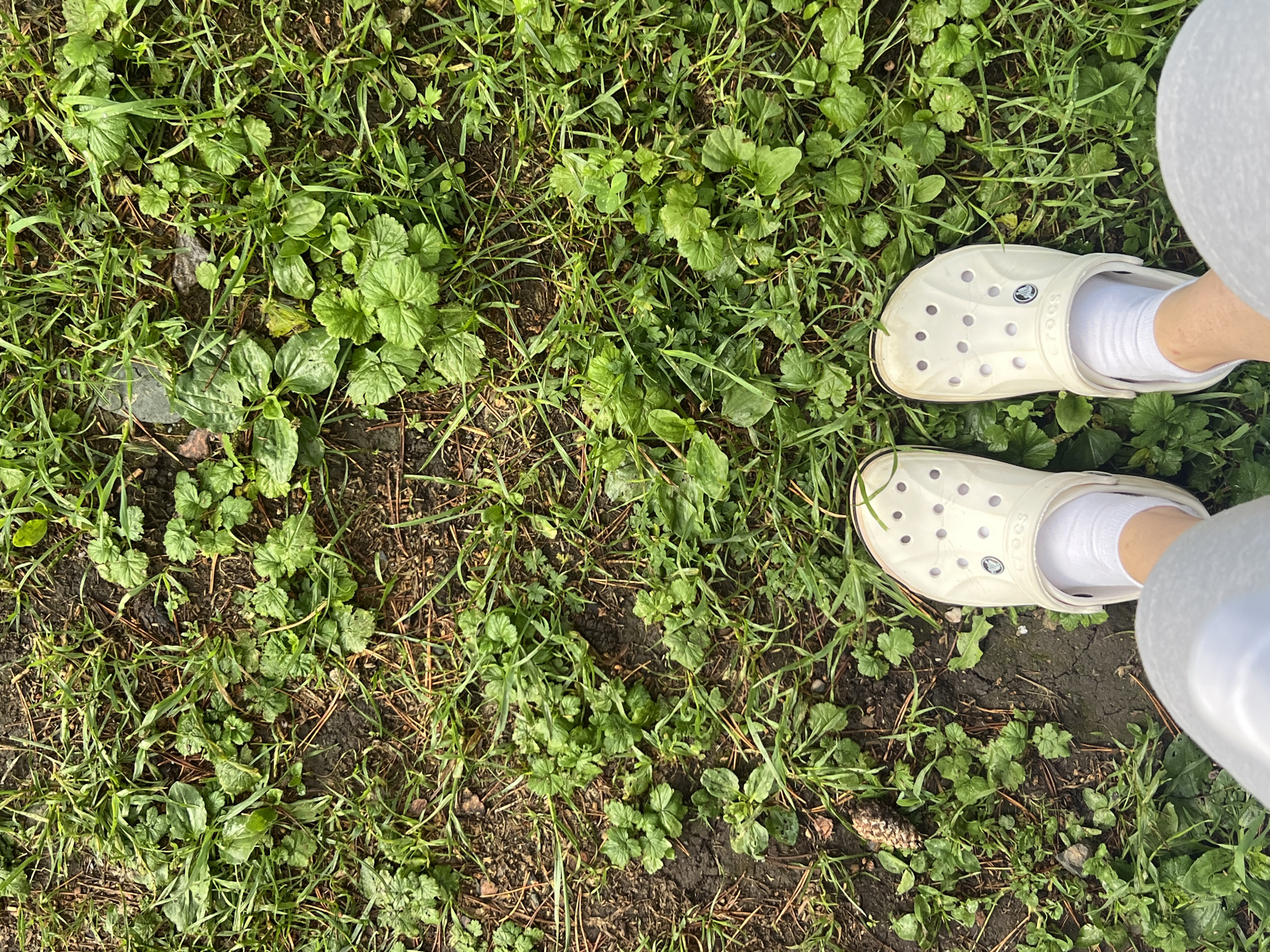 The image shows a top-down view of two light-colored Croc shoes with white socks on a patch of grass and dirt. The Crocs are positioned diagonally in the lower right quadrant of the image, with one shoe slightly behind the other. The grass is green and appears somewhat damp, with some patches of bare soil and pine needles visible. The overall scene suggests an outdoor setting. No people are fully visible, only the feet and shoes. No specific activity is evident, implying a static or paused moment. The lighting suggests it might be daytime, but no clear indication of time of day or weather is present. There is visible text on the Crocs: "CROCS" is printed on the side of the shoe closest to the viewer. The image is taken from a high angle, looking down.