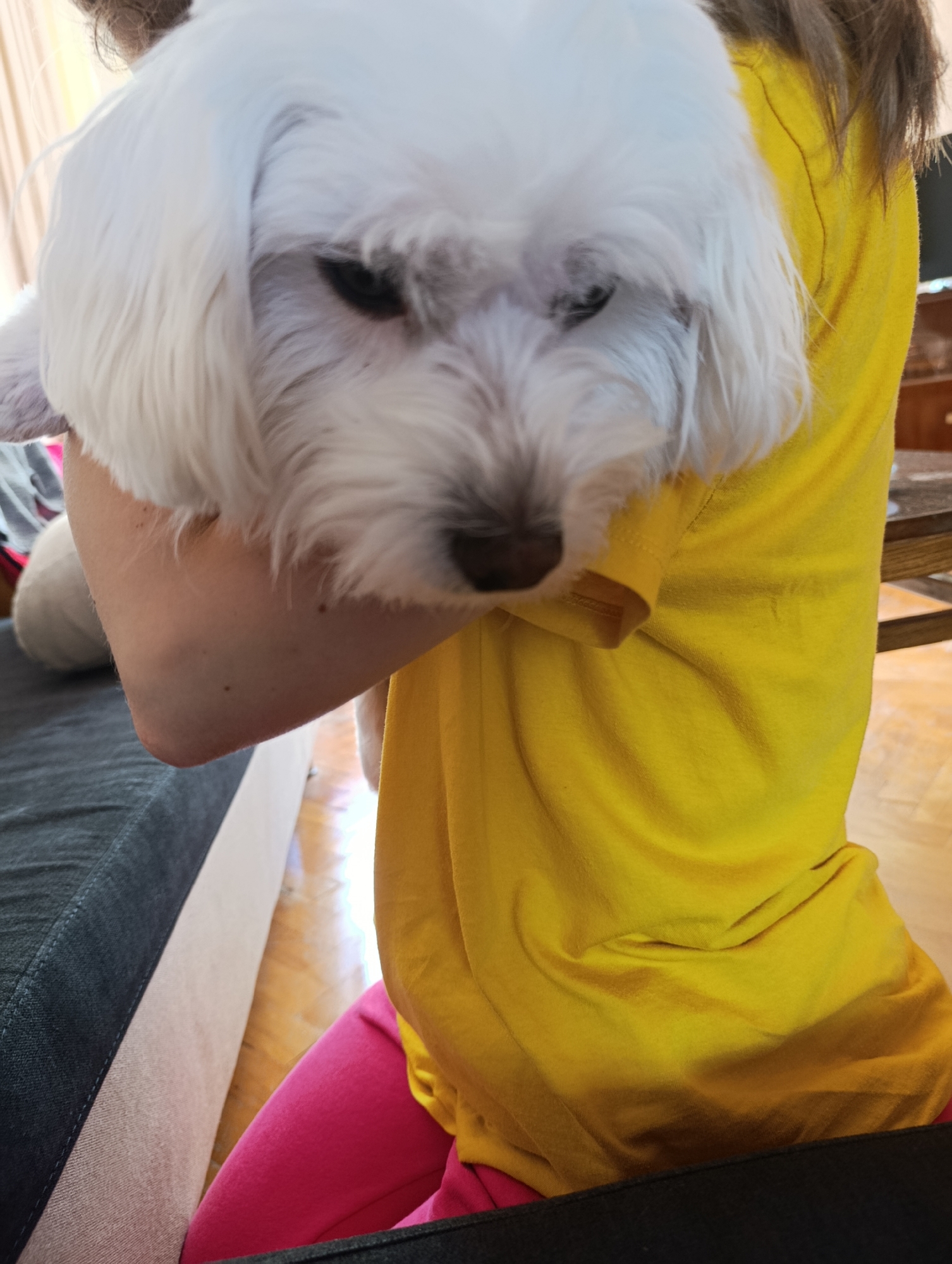An indoor, medium shot captures a person holding a small white dog with dark eyes. The dog's head is tilted down, its fur obscuring much of its face. The person, wearing a bright yellow shirt and pink leggings, is holding the dog on their arm, with their elbow bent. To the left, a dark gray sofa with a light gray edge is partially visible. The background shows a wooden floor and hints of furniture. The lighting suggests an indoor setting during the day.