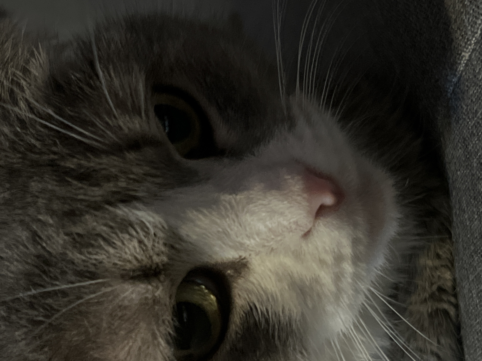 A close-up, low-angle, portrait-style, full-frame shot focuses on the face of a domestic cat. The cat has grey and white fur, with prominent whiskers and large, yellowish eyes. The lighting is dim, casting shadows on the right side of the cat's face and highlighting its pink nose and white muzzle. The cat appears to be resting on a textured, grey surface, possibly a sofa or a rug. The background is dark and out of focus. The image does not depict any identifiable elements of the city of Choeng Thale, Thailand.