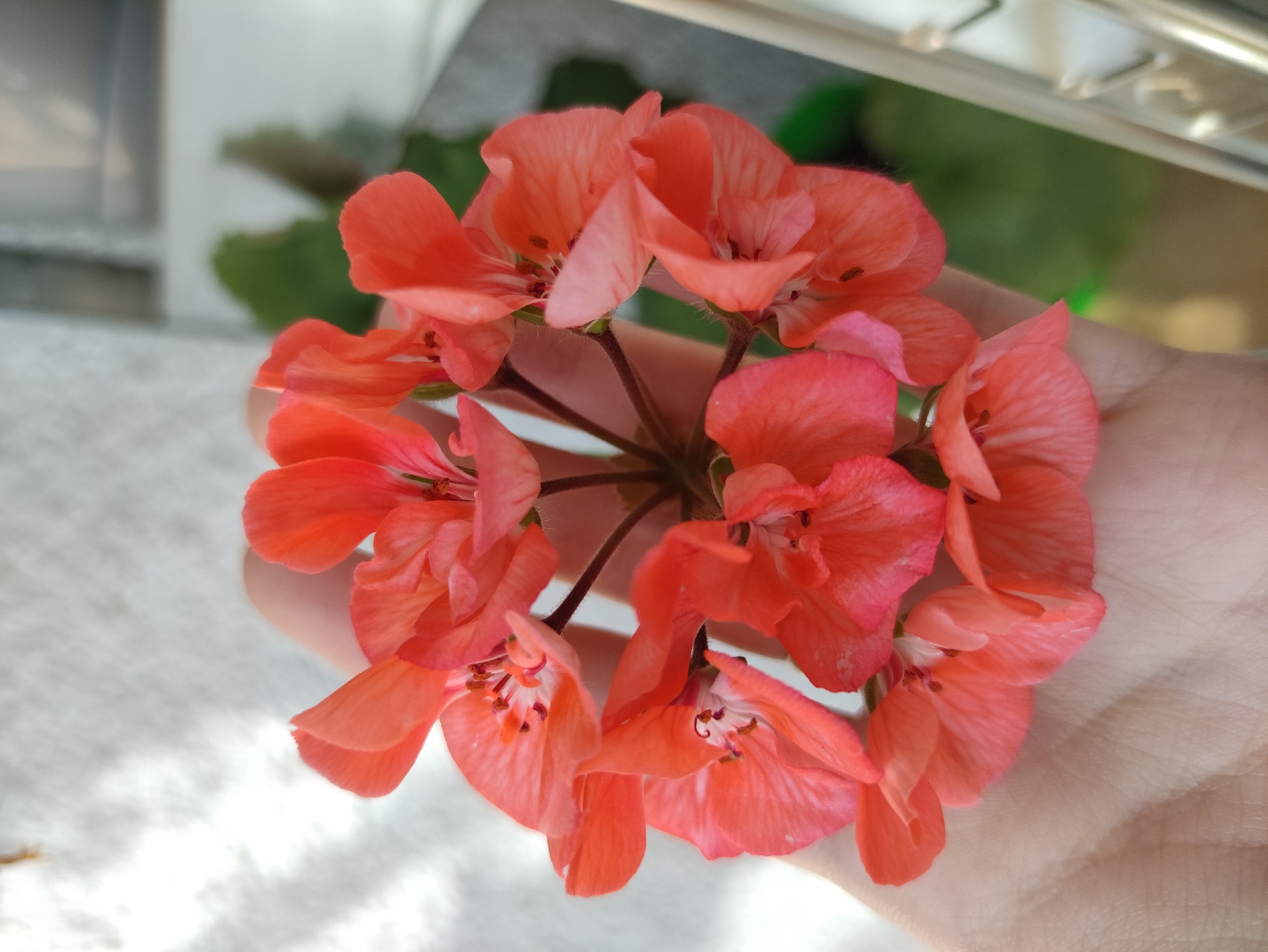 A close-up, overhead shot shows a cluster of small, salmon-colored flowers held in an open palm. The flowers have delicate, ruffled petals and dark stamens. The palm and fingers are gently cupped around the base of the flower cluster, providing a soft, light-colored backdrop. In the background, a blurry green leaf and a light-colored wall with a window frame are visible.