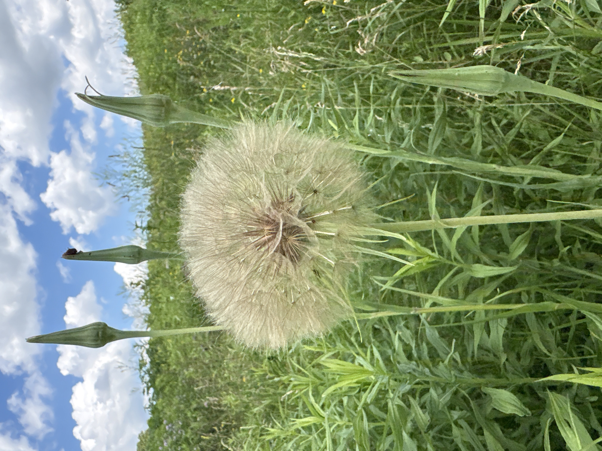 This is a close-up, eye-level, vertical, outdoor photograph of a large dandelion seed head in a grassy field under a cloudy blue sky. The seed head, which is the primary subject, is large and fluffy, with a pale tan color, and is positioned in the center of the frame. Surrounding the seed head are several tall, green, unopened flower buds. The background consists of a dense field of green grass and vegetation, with a gentle slope upwards to the right. The sky above is a bright blue with scattered white, fluffy clouds. The image does not contain any people or specific identifiable landmarks that would indicate a location within the City of Niagara Falls, United States of America.