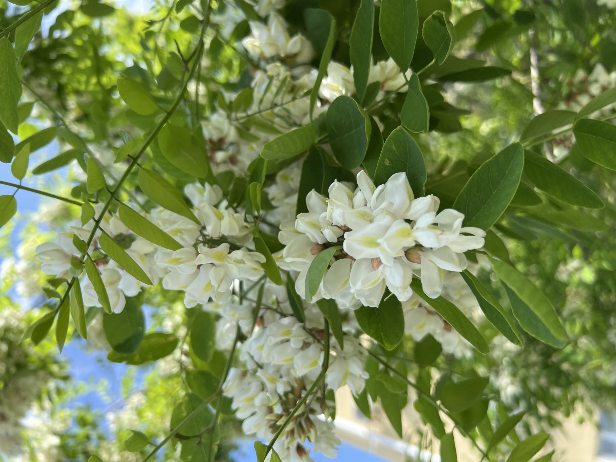 The image captures a close-up view of acacia trees in bloom, featuring clusters of white flowers amidst green foliage. The perspective is looking upwards into the branches, with glimpses of blue sky and other greenery visible in the background. In the bottom right of the image, a building is barely visible, implying an urban setting. Based on the prompt, the location is Krasnodar, Russia.