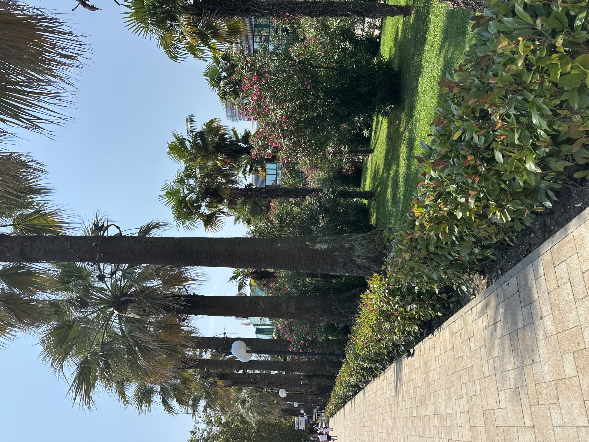 The image depicts a sunny day in Sochi, Russia, with a paved walkway running alongside a line of palm trees and lush green bushes. Several individuals are walking on the walkway in the distance. The palm trees, some with mature trunks, are characteristic of a coastal or subtropical climate. The walkway is paved with light-colored rectangular stones, and a low, manicured hedge borders the grassy area. In the background, a modern building with glass windows is visible, suggesting an urban or resort setting. The sky is clear and blue.
