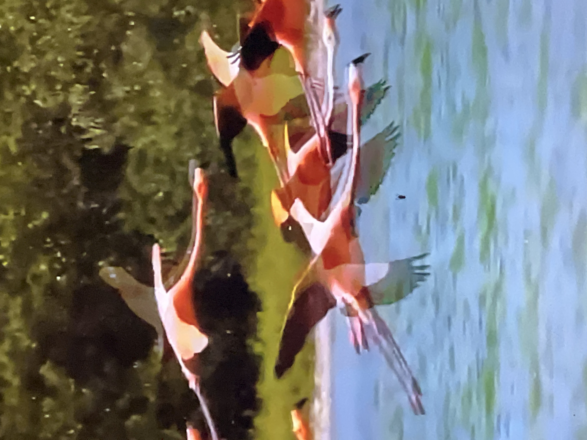The image shows a flock of flamingos in mid-flight over a body of water. The flamingos are primarily pink and orange, with some darker markings on their wings. The water is a bright blue with green reflections. In the background, there is a blurred green area that appears to be foliage or trees. There are no people or man-made structures visible in the image. The scene is likely a natural habitat for flamingos, such as a lake, lagoon, or coastal area. The image does not contain any elements that would specifically indicate a location in Casablanca, Morocco.