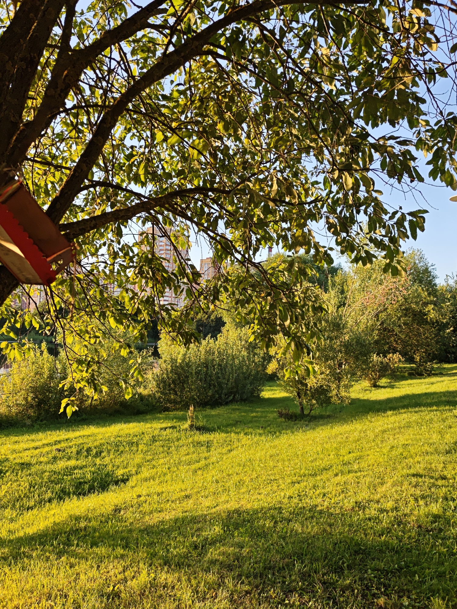 A sun-drenched park in Shcherbinka, Russia, features a large tree with green leaves in the foreground. A bird feeder hangs from one of its branches, colored red and brown. Beyond the tree, a neatly mowed lawn stretches out, dappled with shadows from the tree. In the middle ground, various green shrubs and smaller trees are visible, with a hint of water and buildings in the distance. The sky above is a clear, light blue.