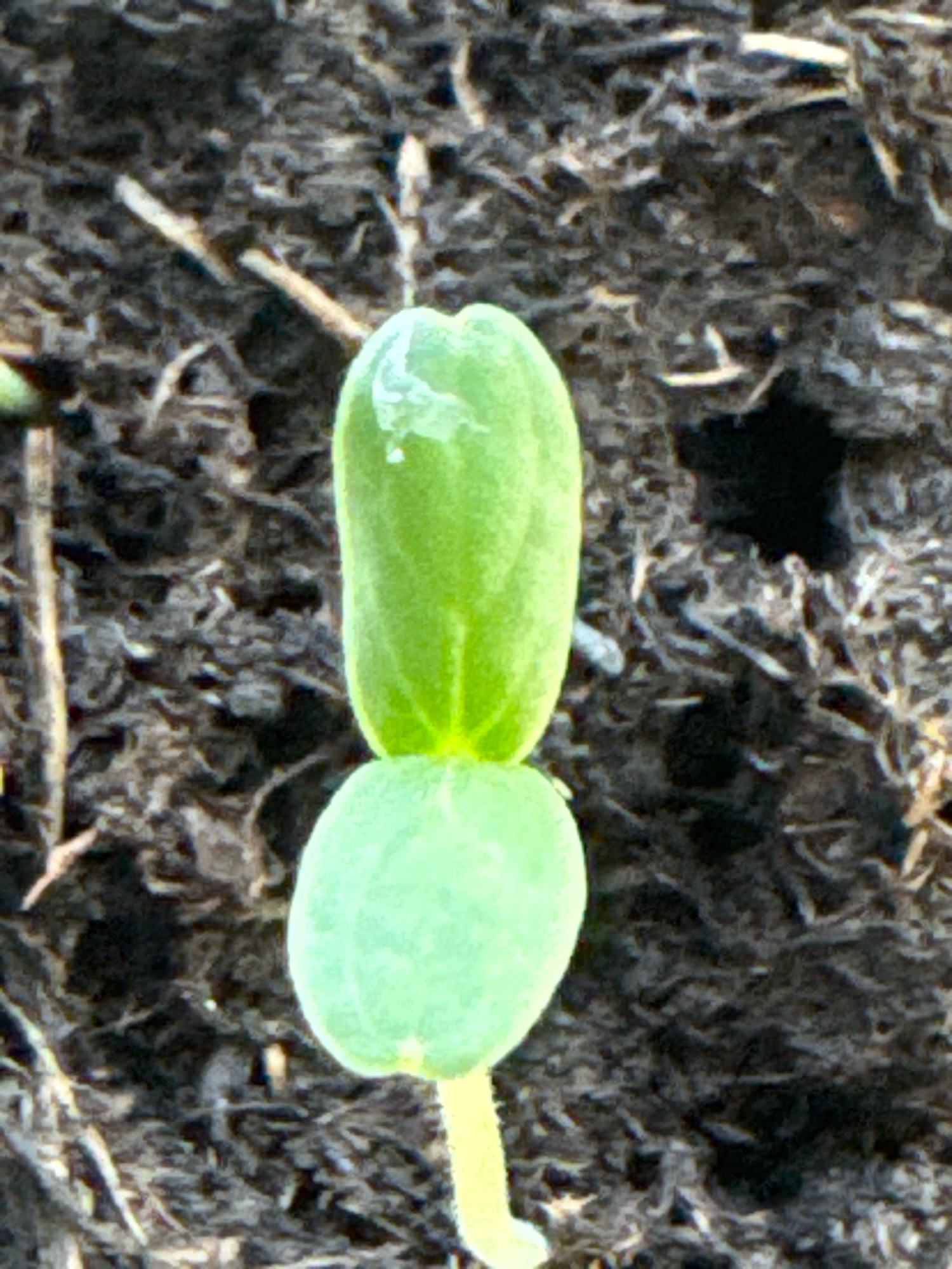 This is a close-up, top-down, eye-level shot of a young green seedling emerging from dark soil. The seedling has two cotyledons, which are oval-shaped and attached to a thin yellow stem. The upper cotyledon is slightly larger and more elongated than the lower one, and both appear smooth with a slightly waxy sheen. The soil is dark brown and appears to be loose and somewhat moist, with small twigs and organic matter visible throughout. There are no discernible landmarks or contextual elements to place this image within the city of Waiblingen, Germany, or any other specific location. The focus is entirely on the seedling and its immediate surroundings.