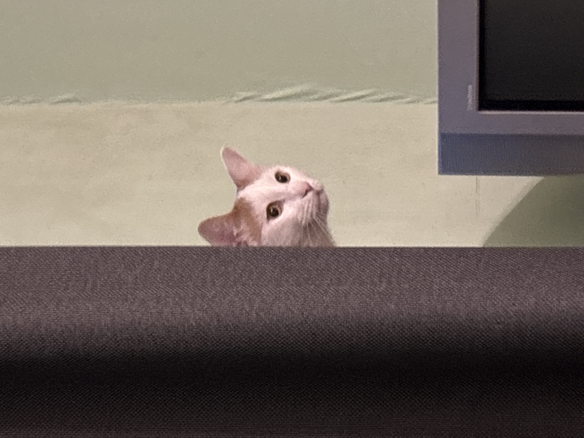 A white and orange cat with large ears and yellow eyes peeks out from behind a dark gray curtain. The cat's head is visible from the nose to just behind the ears, and its body is mostly hidden. The background is a pale yellow wall, with a light green wall to the right. In the lower right corner, the top corner of a gray television set is visible. The image appears to have been taken indoors, likely in a residential setting. The lighting is soft and ambient.