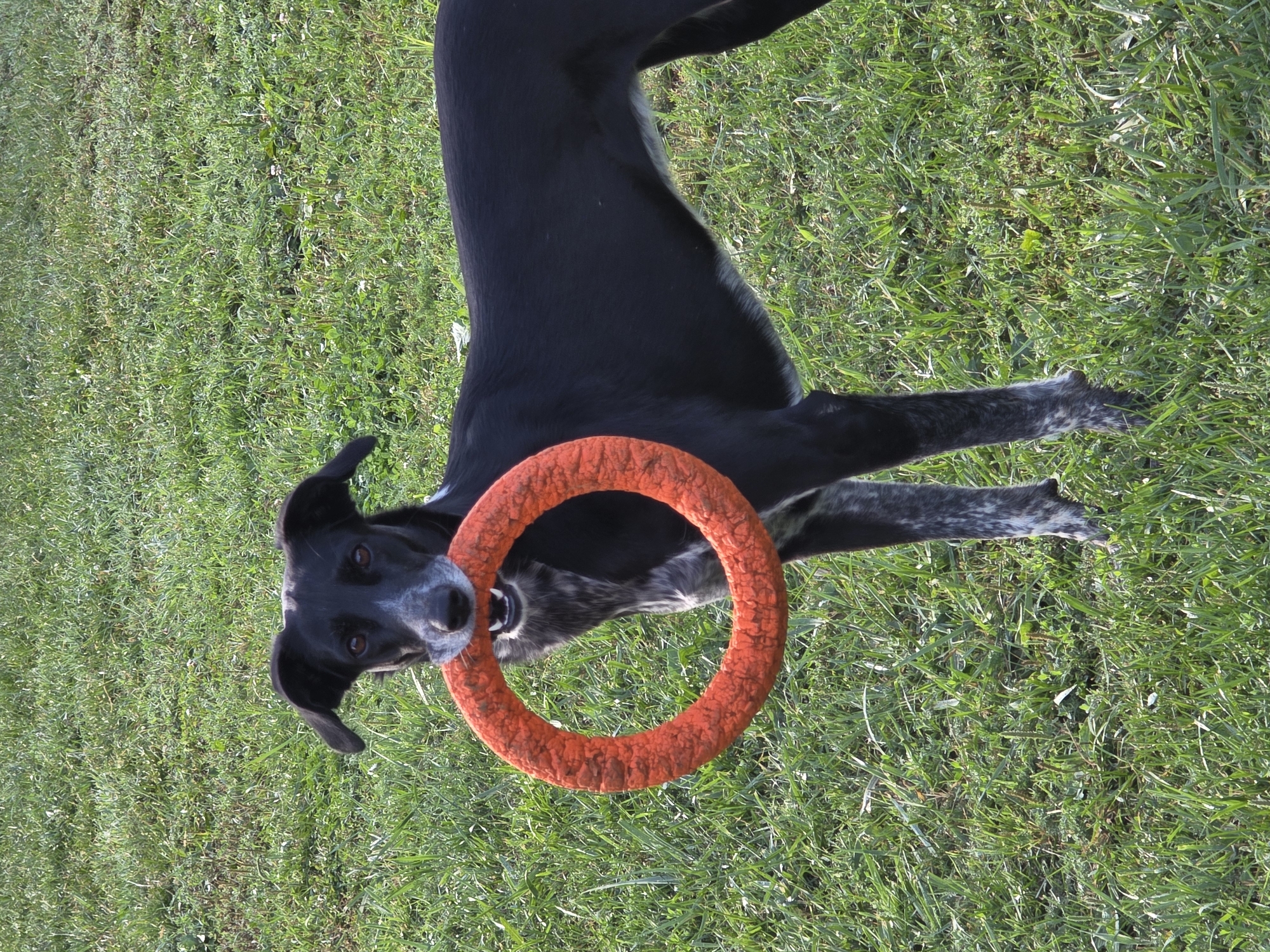 An athletic, black and white speckled dog stands on a green, grassy lawn. The dog is holding a bright orange, ring-shaped toy in its mouth. The dog's head is turned slightly towards the viewer, and its mouth is open, revealing its teeth. The background is a blur of green grass, suggesting an outdoor setting. The image is well-lit, with natural sunlight casting shadows on the grass. There is no indication of the specific location within the city of Речицы, Russia.