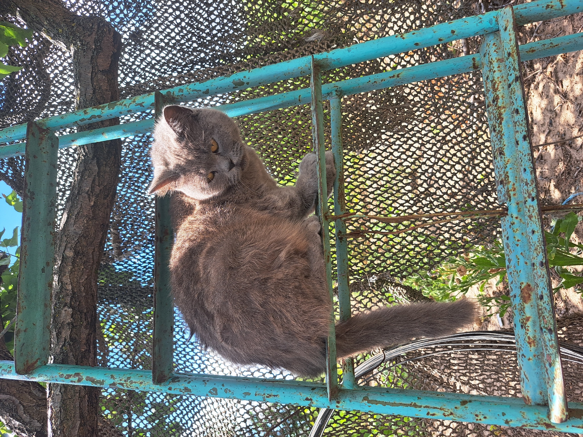 A grey cat with yellow eyes sits on a rusty blue metal ladder in Vypasne, Ukraine. The ladder is partially obscured by tree branches and a black net fence. The ground below is covered in dirt and dried leaves. The cat is looking towards the viewer with a neutral expression. The background shows a dappled sunlight effect through the net and leaves.