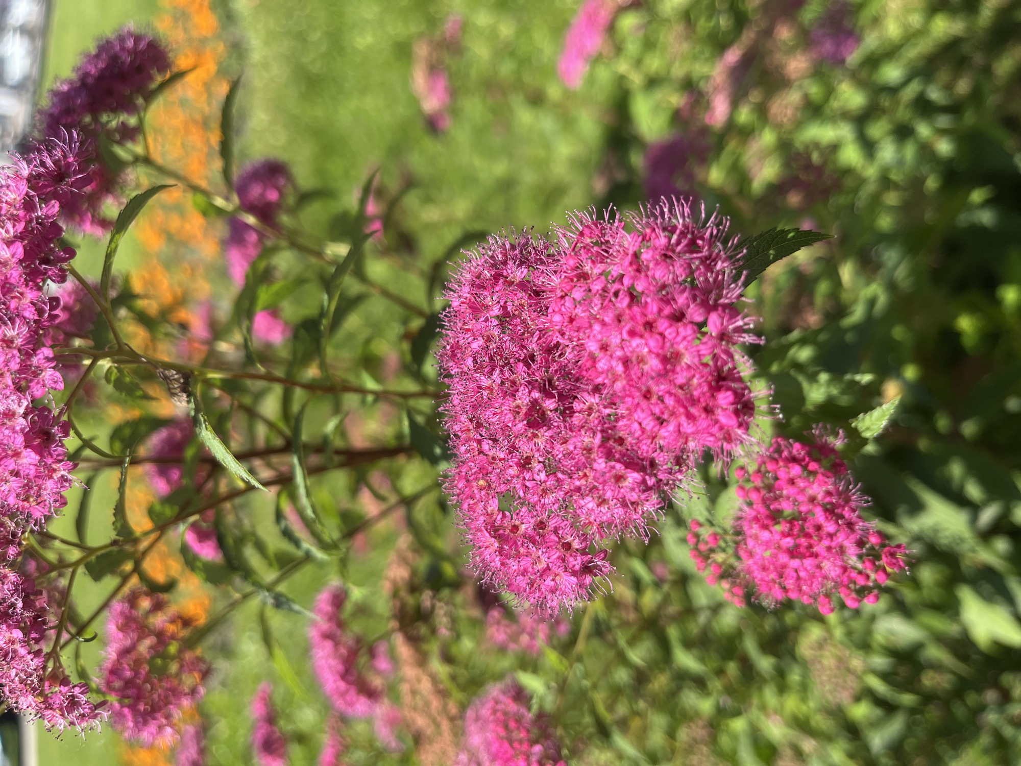 This is a close-up, eye-level, outdoor photograph of pink spirea flowers in bloom. The foreground is dominated by a cluster of vibrant pink flowers with delicate, spiky petals. Behind this, a larger cluster of pink flowers is visible, with some appearing slightly out of focus. Further in the background, blurred patches of orange flowers and green foliage create a soft, dappled effect. The lighting suggests a bright, sunny day. The scene depicts a garden or park setting. The image appears to have been taken in Krasnodar, Russia, though no specific location within the city can be identified from the visual information alone. There are no people or animals present in the photograph, and no objects other than the flowers and foliage.