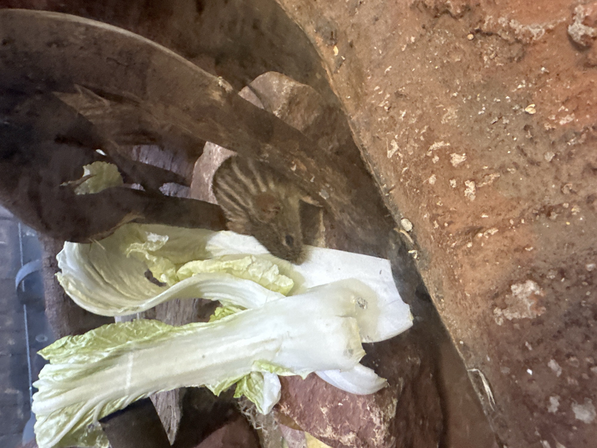 The image depicts a striped rodent, likely a striped grass mouse or a similar species, in what appears to be a zoo enclosure. The rodent is nestled among rocks and wooden structures, with a head poking out from under a log. Several leaves of romaine lettuce or a similar green vegetable are visible. The environment is enclosed and suggests an artificial habitat designed to mimic the animal's natural environment. This photograph was taken in the Africarium at the Wrocław Zoo in Poland.