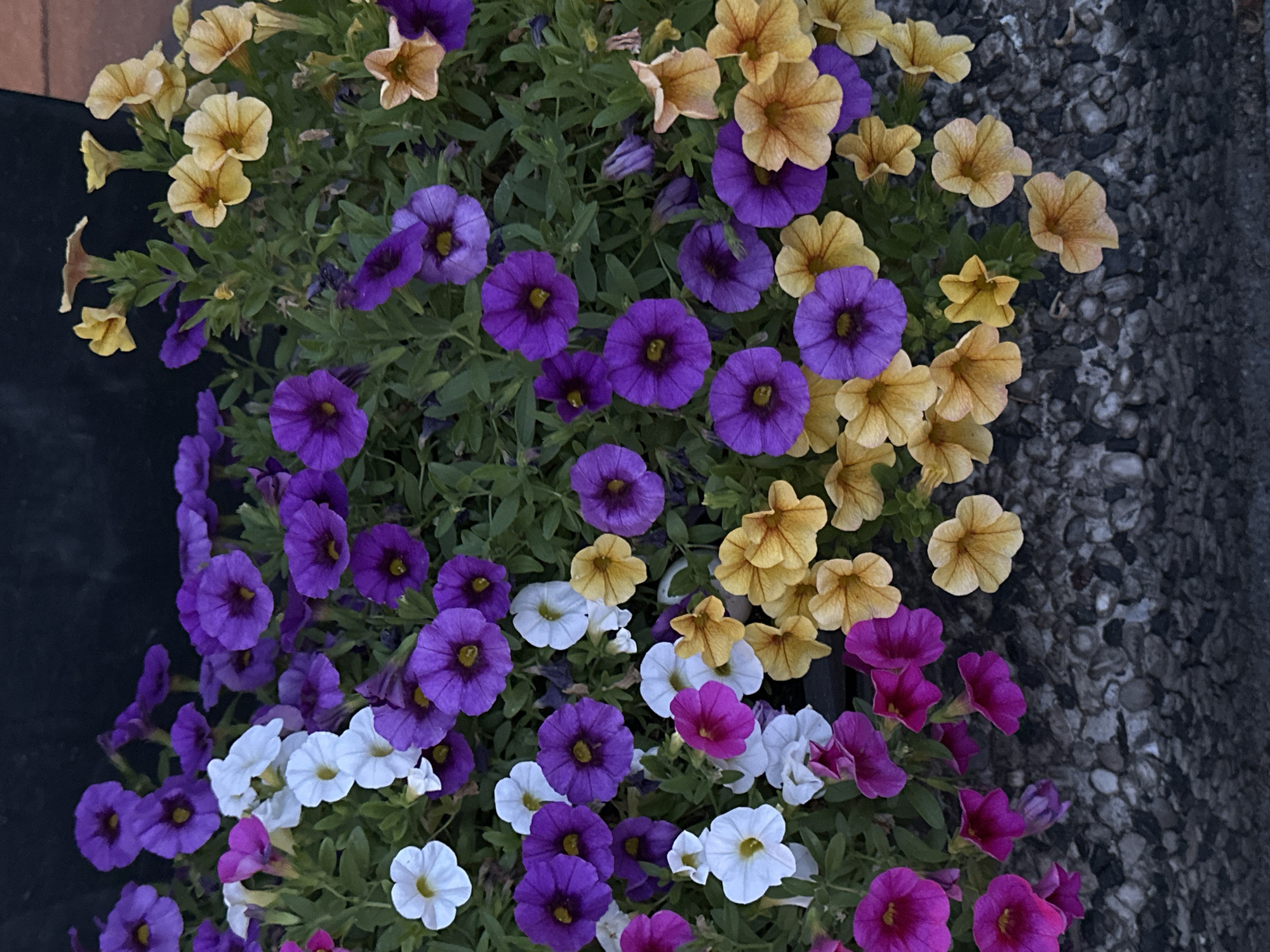 This is a close-up, eye-level, vertical shot of a variety of petunias in bloom, with a dark, out-of-focus background and a textured, pebbled surface in the foreground. The flowers are densely packed, creating a vibrant tapestry of colors including deep purple, white, fuchsia, and various shades of yellow and peach. The petunias are primarily trumpet-shaped, with some showing the characteristic five-petal formation. Green foliage is interspersed throughout the blooms. The overall impression is one of a lush, well-maintained flower bed or planter. The image does not depict any people or specific actions. The location within Krefeld, Germany, is not discernible from the visual information provided.