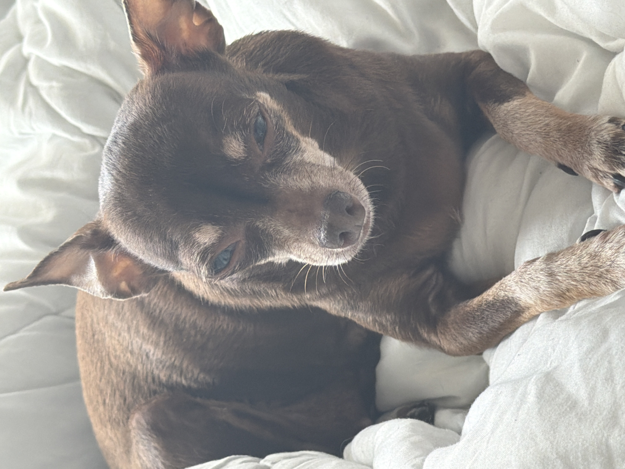 A brown, short-haired dog is lying on a white, textured blanket. The dog is positioned at an angle, with its head towards the upper left and its body angled downwards to the lower right. The dog's eyes are partially closed, and its whiskers are visible. The blanket has a quilted pattern. The background is out of focus. No information indicates that this image was taken in St. Petersburg, Russia.