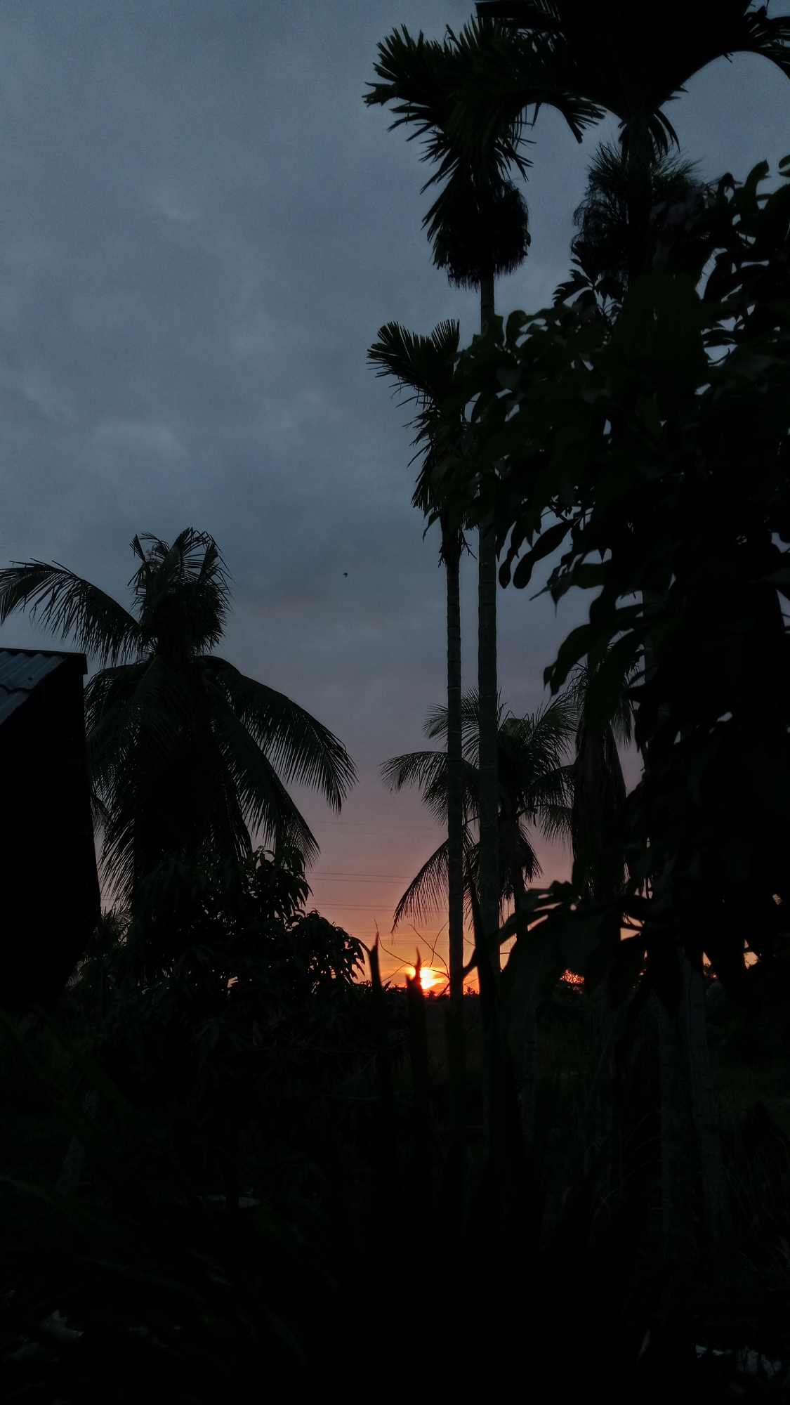 The image depicts a silhouetted view of palm trees against a dusky sky in Lhokseumawe, Indonesia. The sun is setting, casting a warm orange glow near the horizon, partially obscured by the dark foliage. The sky is a deep blue-gray with some clouds. In the foreground, various types of trees and vegetation are visible in silhouette. On the left side of the frame, a dark, angular structure, possibly a roof or wall, is partially visible. The overall scene suggests a tranquil evening in a tropical or sub-tropical environment.
