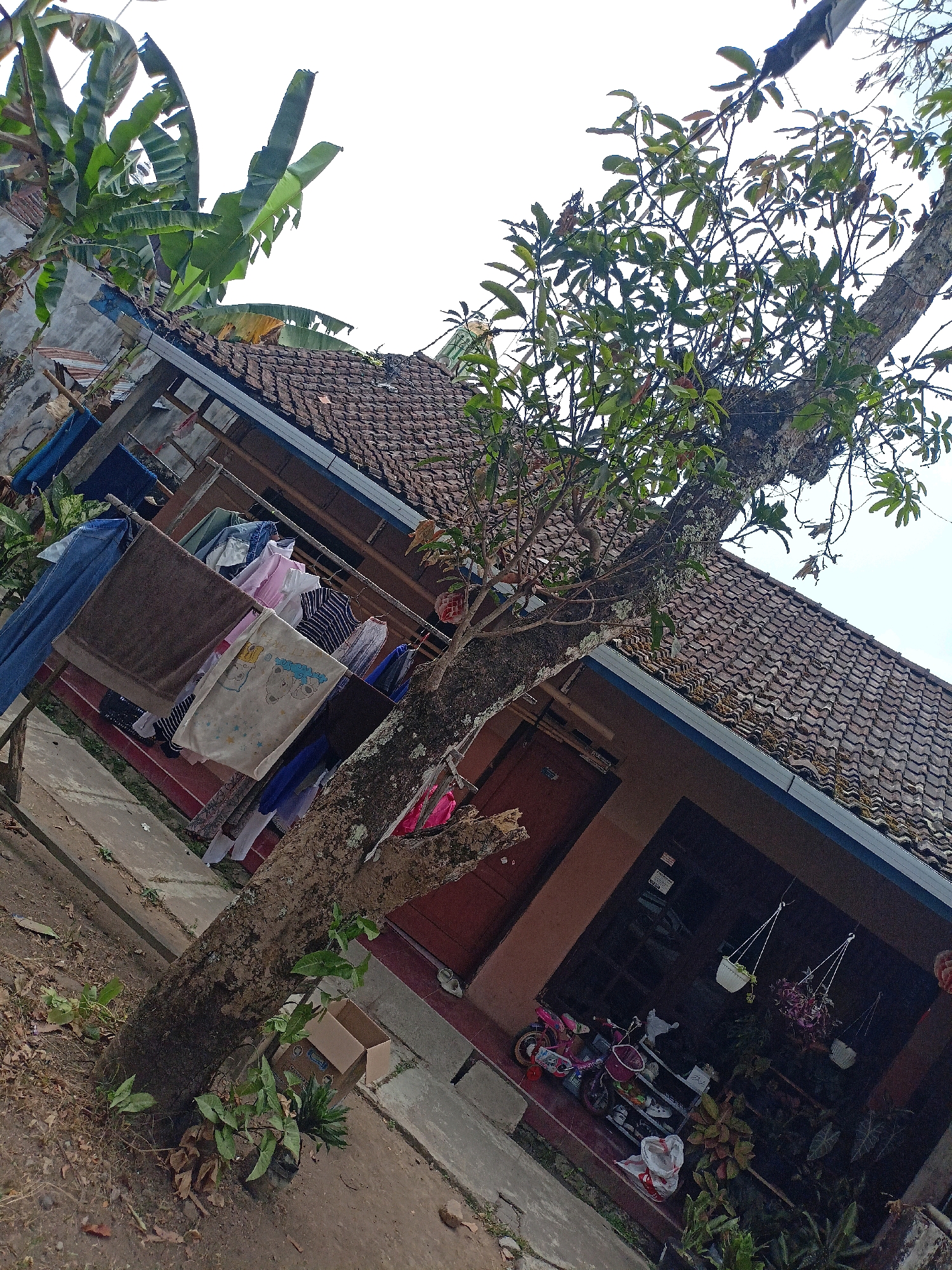 The image depicts an outdoor scene at a residence in Wancen, Indonesia, with a tilted perspective. In the foreground, a large tree trunk with rough bark is prominent, with some green foliage growing around its base and on its branches. A few dead leaves are scattered on the ground. To the left of the tree, clothes are hanging on a clothesline, including a blue pair of pants, a brown towel, and several other garments in various colors. Behind the clothesline, a portion of a house is visible, featuring a tiled roof and dark brown wooden doors and window frames. The house appears to be a single-story structure. In the background, more of the house's roof is visible, along with some banana plants with large green leaves. To the right of the house, a covered porch or patio area is visible, with several potted plants, including one hanging basket. A small pink toy bicycle and a white shoe rack with some items on it are also present in this area. The sky is overcast and bright, indicating daylight. The ground is a mixture of concrete pathways and soil. The overall impression is of a simple residential setting, possibly in a rural or suburban area, with everyday activities like laundry drying taking place.