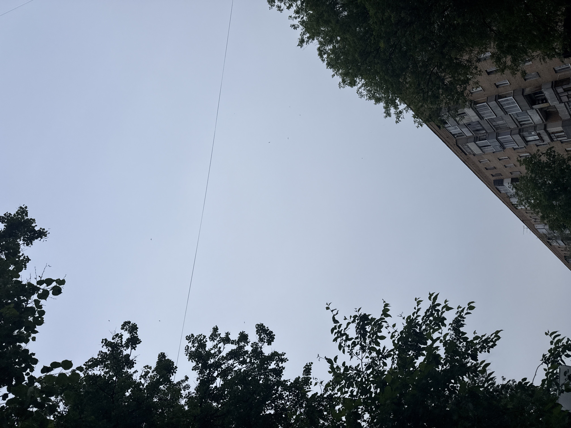 The image depicts a view looking upwards in Mytishchi, Russia. The sky is overcast and grey. Trees with green foliage are visible along the bottom and left edges of the frame. A tall building with multiple rows of windows is situated on the upper right side of the frame. A thin, dark wire or cable stretches across the sky. Several small dark specks, possibly birds, are scattered in the sky.