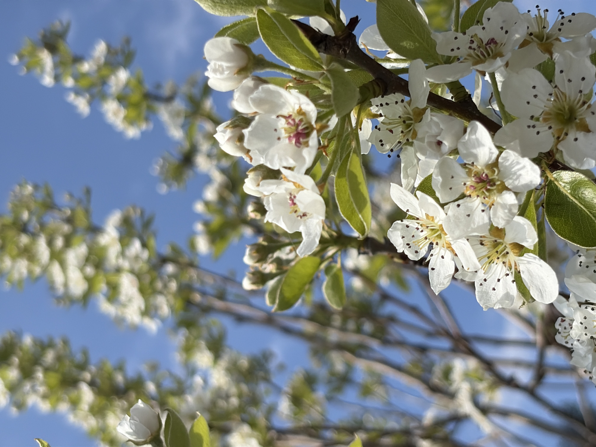 A low-angle shot shows a blooming tree against a blue sky. The tree's branches are covered in white flowers and green leaves. The flowers are small and delicate, with a star-like shape. The leaves are oval-shaped and glossy. The sky is a clear blue. The location is Unknown, Unknown.