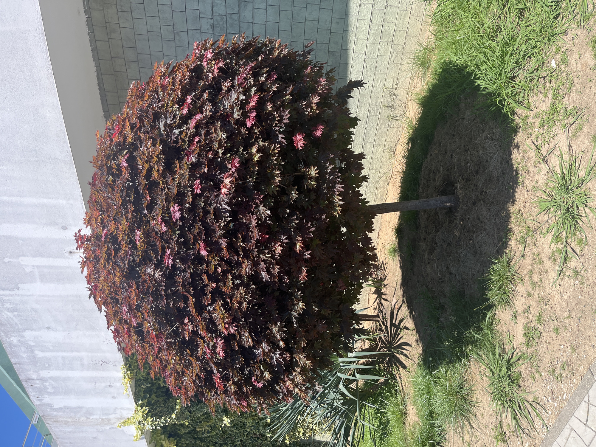 The media displays an outdoor scene captured on a bright, sunny day. The primary subject is a dense, spherical-shaped bush or small tree with deep reddish-purple foliage, centrally located. Many leaves, especially those hit directly by the sun, show brighter red and pink hues.
To the left of the bush is a light-colored wall, possibly concrete or stucco, with an angled architectural detail. Above and slightly behind the bush, a darker, grey-toned wall with square tiles provides a textured background. The strong sunlight casts distinct shadows onto this tiled wall.
The ground area, primarily to the right of the bush, is a mix of sparse green grass and light brown soil. The bush itself casts a prominent, dark shadow across this ground. Other smaller plants, including some with pointed leaves resembling agave, are visible in the foreground near the bush's base. The clear, hard-edged shadows across the scene indicate midday or late morning/early afternoon sunlight. There are no people or discernible text in the image. The setting appears to be a landscaped garden or outdoor area in Sochi, Russia, characterized by its bright conditions and varied plant life.