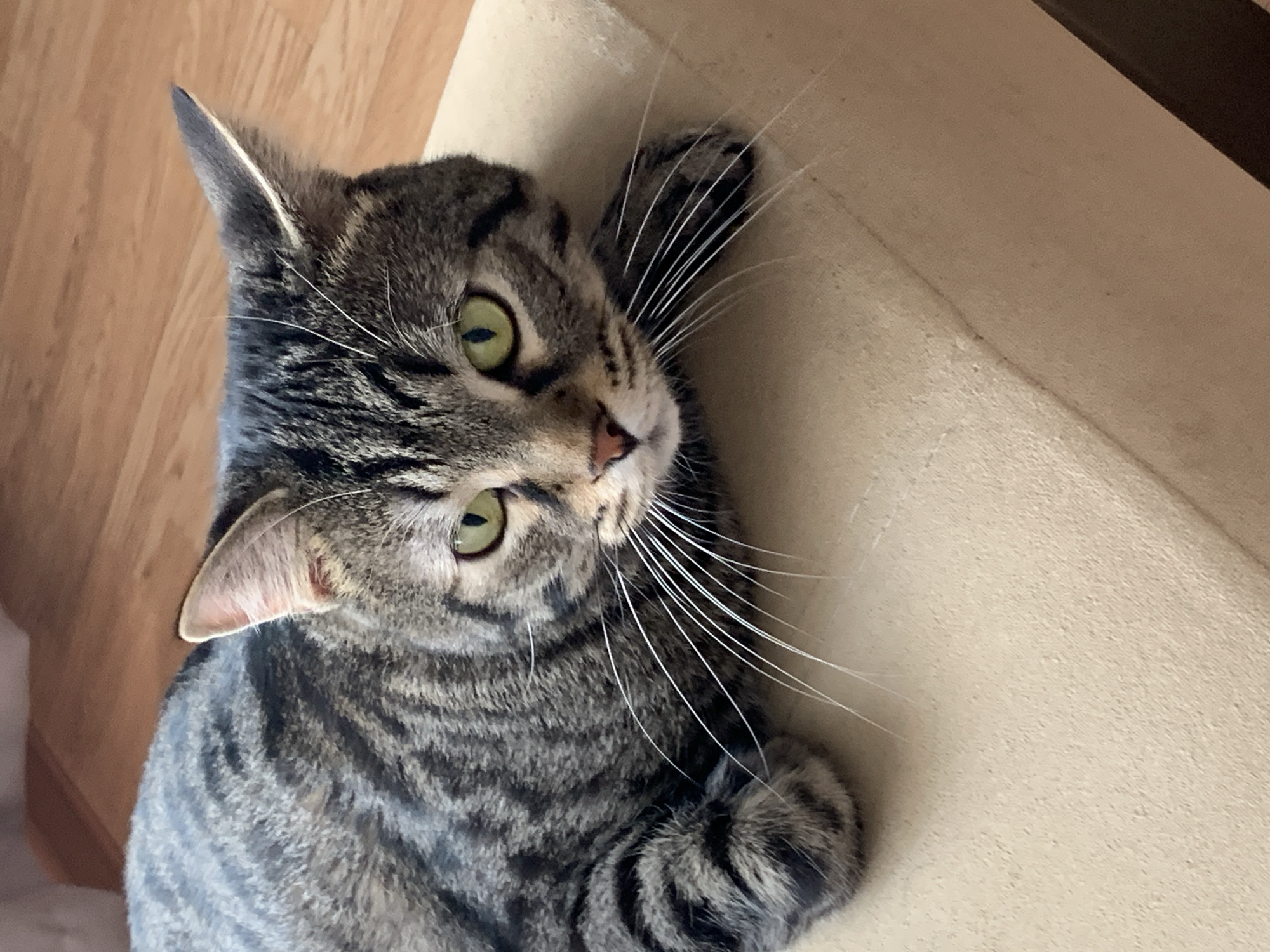 A close-up shot shows a tabby cat with green eyes lying on a light-colored surface. The cat is facing the camera, with its head resting on its paws. Its fur is a mix of gray, black, and brown stripes. The background is out of focus, showing a wooden floor.