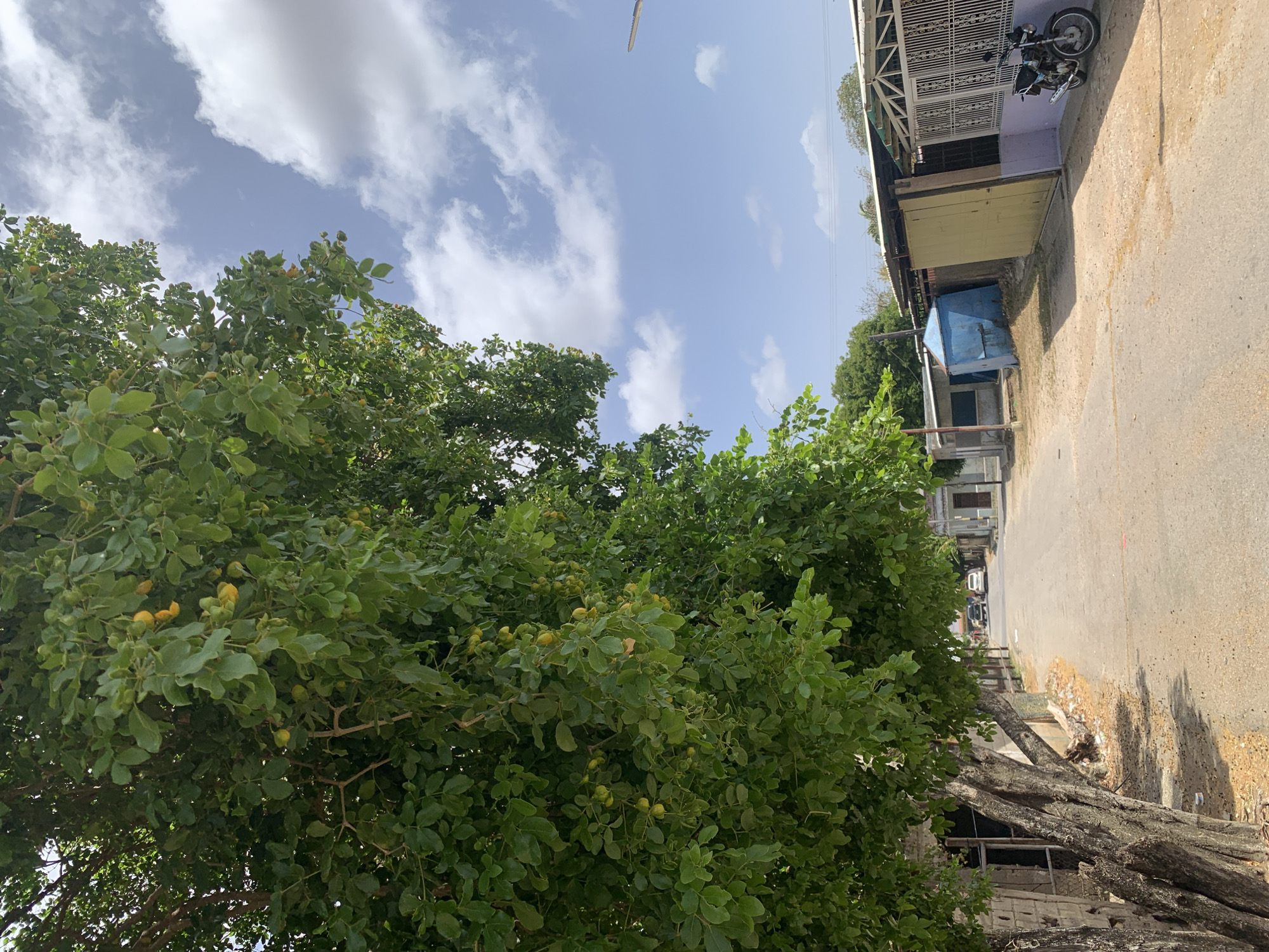 The image depicts a street scene in Santa Ana, Venezuela. The foreground is dominated by a large, leafy tree with yellow fruit. To the right of the tree is a street with a rough, concrete surface. Buildings line the right side of the street, including structures with metal gates and a light blue kiosk. A motorcycle is parked near one of the buildings. In the background, additional vehicles are visible further down the street. The sky above features a scattering of clouds.