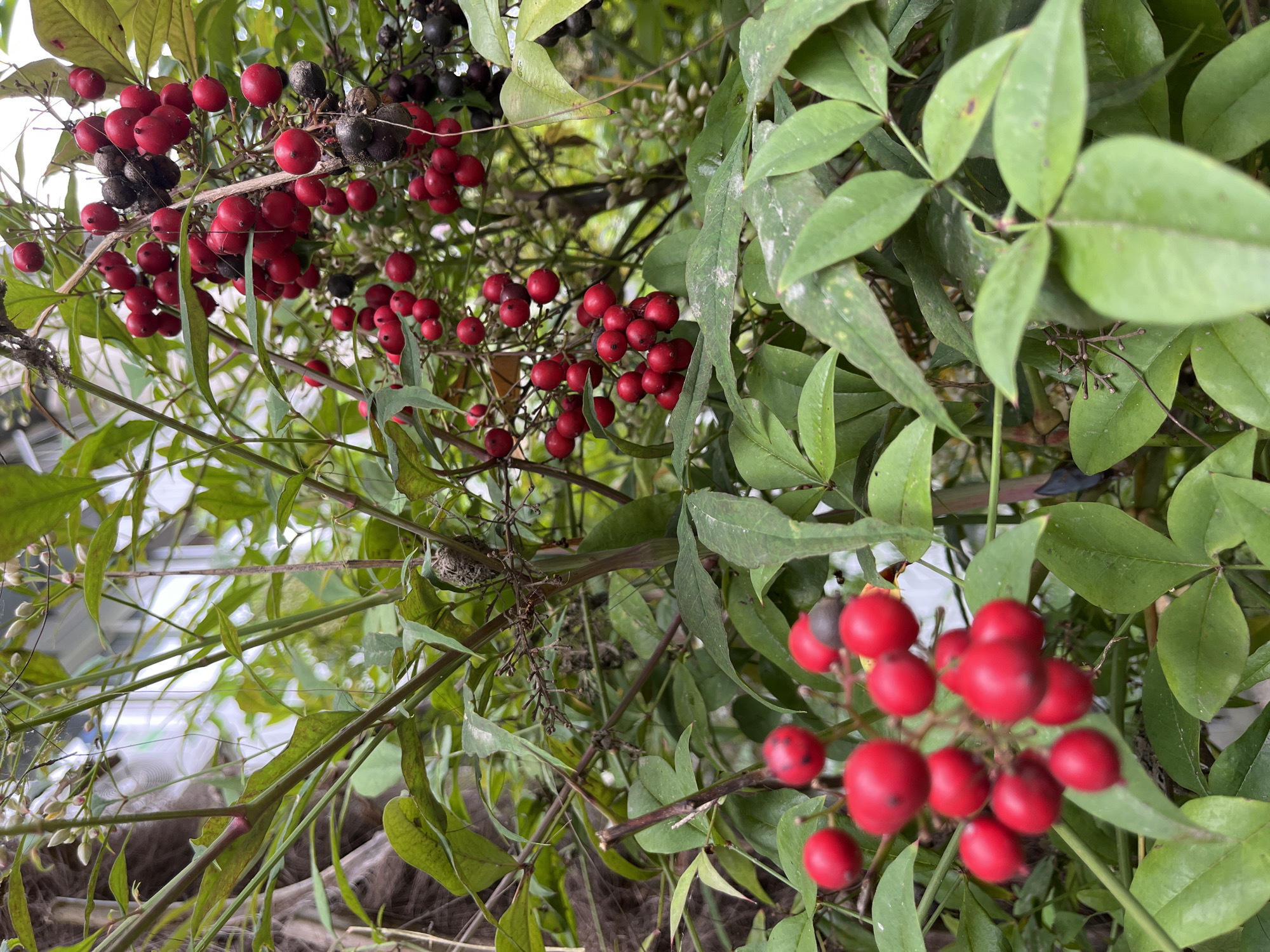 A cluster of bright red berries hangs from a leafy green plant in Sochi, Russia. The berries are round and appear ripe, with some darker, possibly overripe berries mixed in. The plant has slender stems and compound leaves. The background is blurred, suggesting an outdoor environment.
