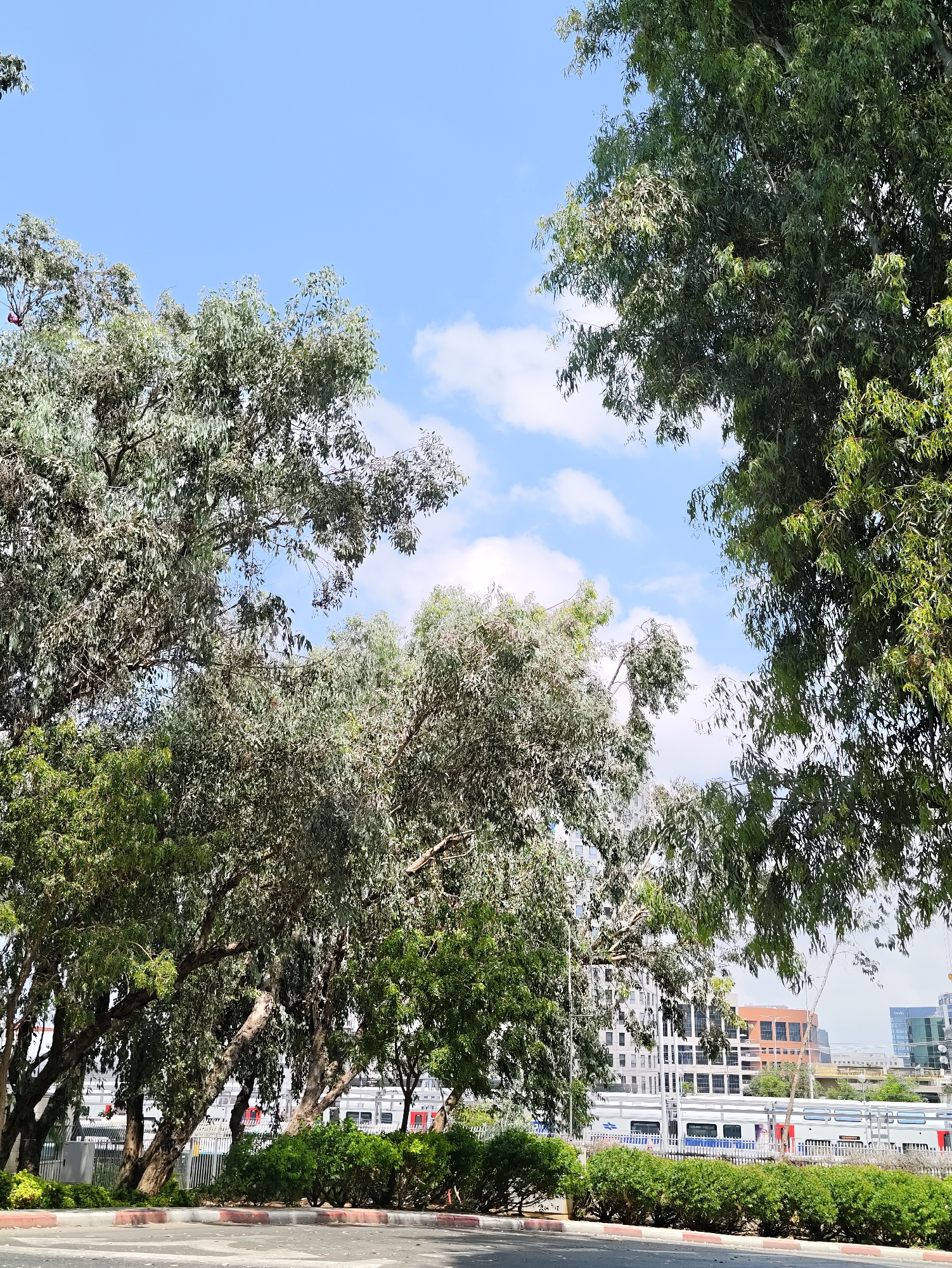 The image captures a view looking up through the canopy of several eucalyptus trees, with a bright blue sky dotted with white clouds overhead. In the background, a modern cityscape is visible, featuring several multi-story buildings with glass facades and some with orange accents. A train with a white and blue livery, and red doors, is running on tracks in front of the buildings. The foreground shows a paved area with red and white curbs, and a line of green bushes. The lighting suggests it is daytime. This scene is likely located in Rehovot, Israel, given the presence of typical Israeli architecture and transportation. There are no people visible in the image.