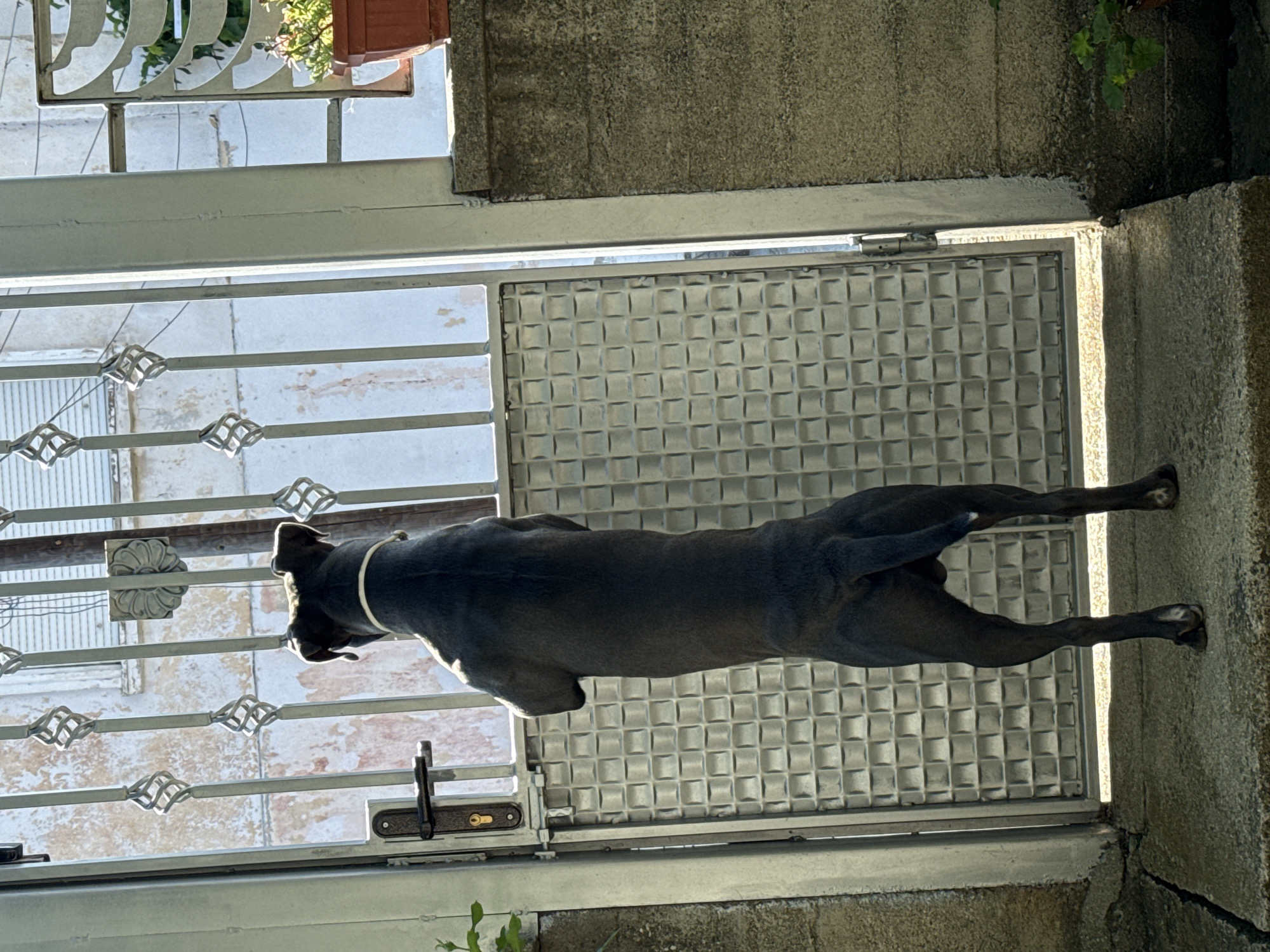 A dark-colored dog is standing on its hind legs, with its front paws resting on a metal gate. The dog is facing away from the camera and looking through the gate. The gate is made of metal bars and has a decorative pattern. Behind the gate, there is a building with weathered walls and windows. The scene appears to be outdoors, with sunlight casting shadows. The dog is wearing a white collar. The environment seems to be a residential area in Tvarditsa, Bulgaria, with a concrete pathway and a wall visible in the foreground.