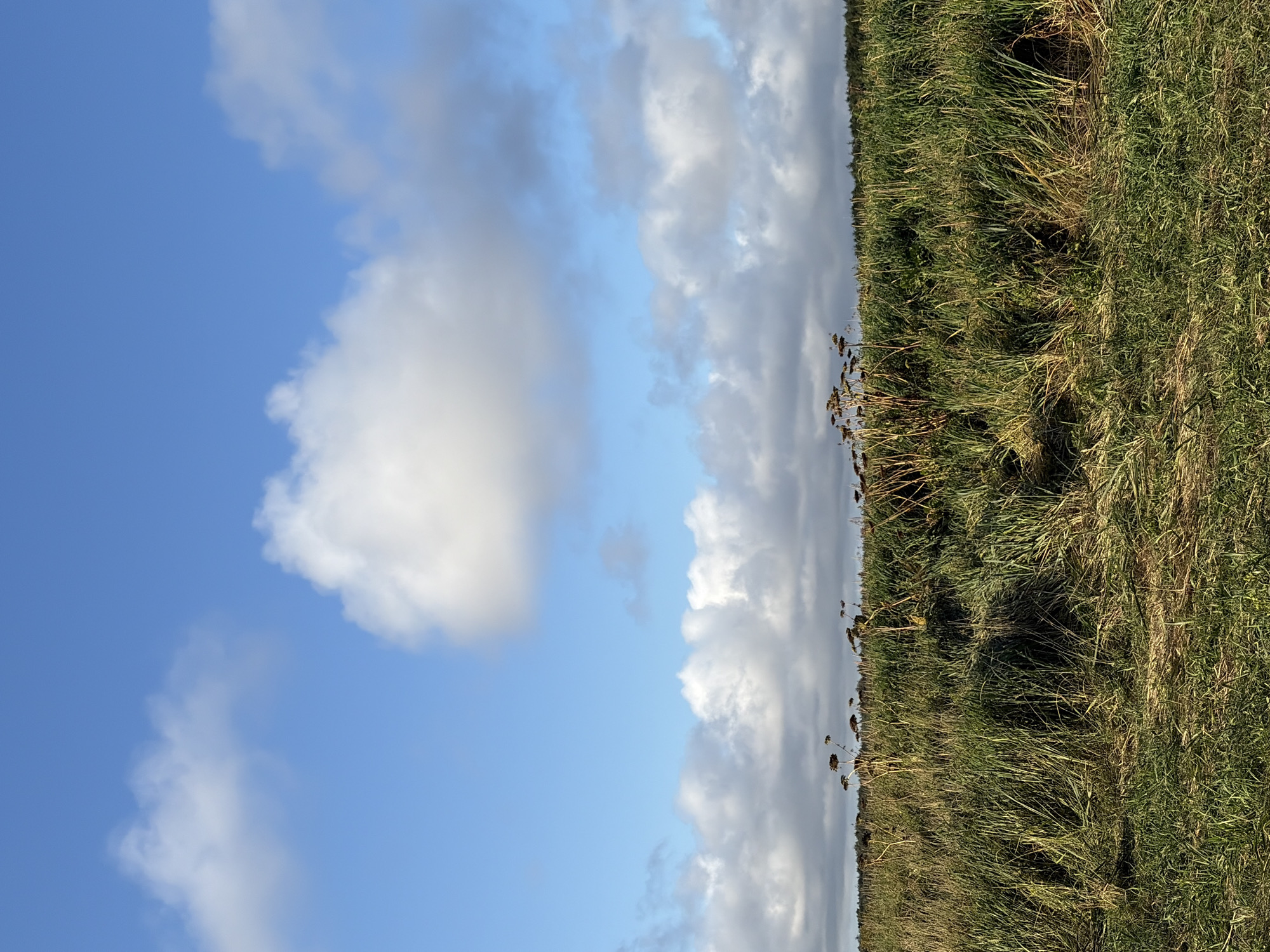 This image depicts a rural landscape with a bright blue sky filled with scattered white clouds. In the foreground, there is a field of tall green grass interspersed with dry stalks of plants. A distant treeline marks the horizon. The scene appears to be located in Ozerskoe, Russia, given the context provided. There are no people or discernible actions taking place within the image. The environment is natural and serene.