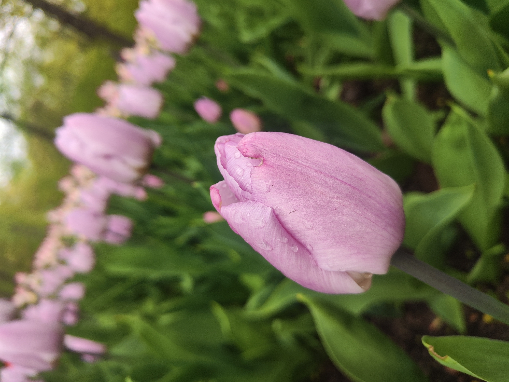 The image shows a close-up of a pink tulip in a flower bed, with multiple other tulips of the same color blurred in the background. The tulip in focus has water droplets on its petals. The background consists of green leaves and stems, and blurred tree trunks and sky suggesting an outdoor setting. Given the prompt's request, this is likely a park or garden in Saint Petersburg, Russia, but without further context or visual cues, a specific location is not identifiable from the image alone.