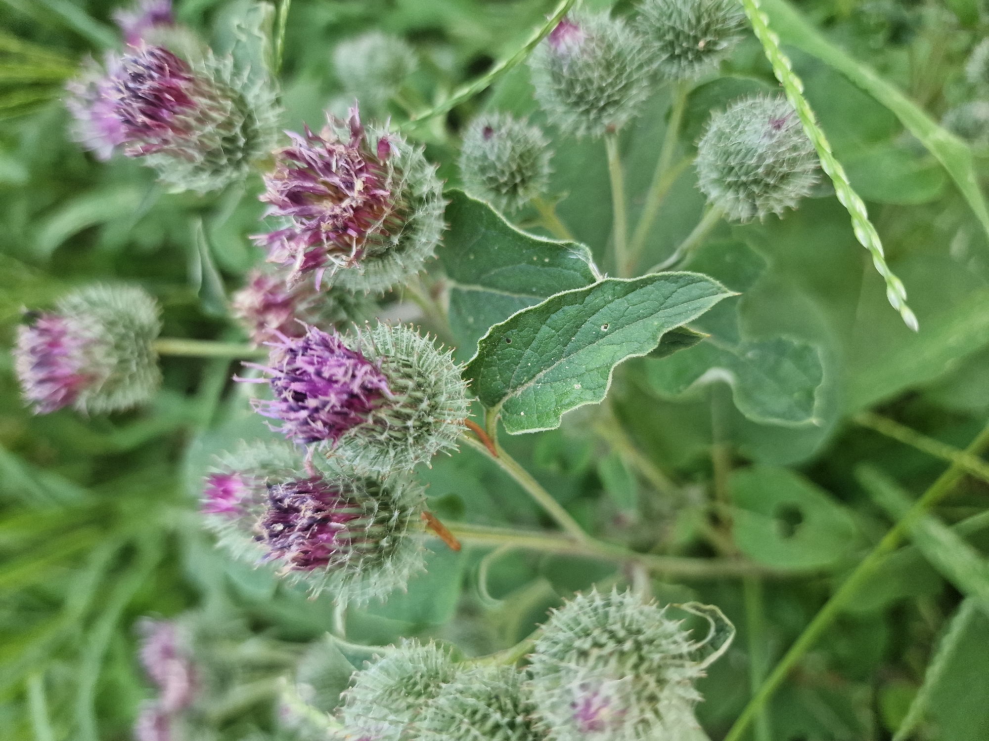 This is a close-up, eye-level, outdoor photograph of a cluster of blooming burdock plants. The burdock flowers are a vibrant purple and are surrounded by spiky, green buds. The plants are in focus, with a blurred background of green grass and foliage. The image appears to have been taken during the daytime in a natural setting, possibly a field or meadow. There is no evidence of human presence or activity in the photograph.