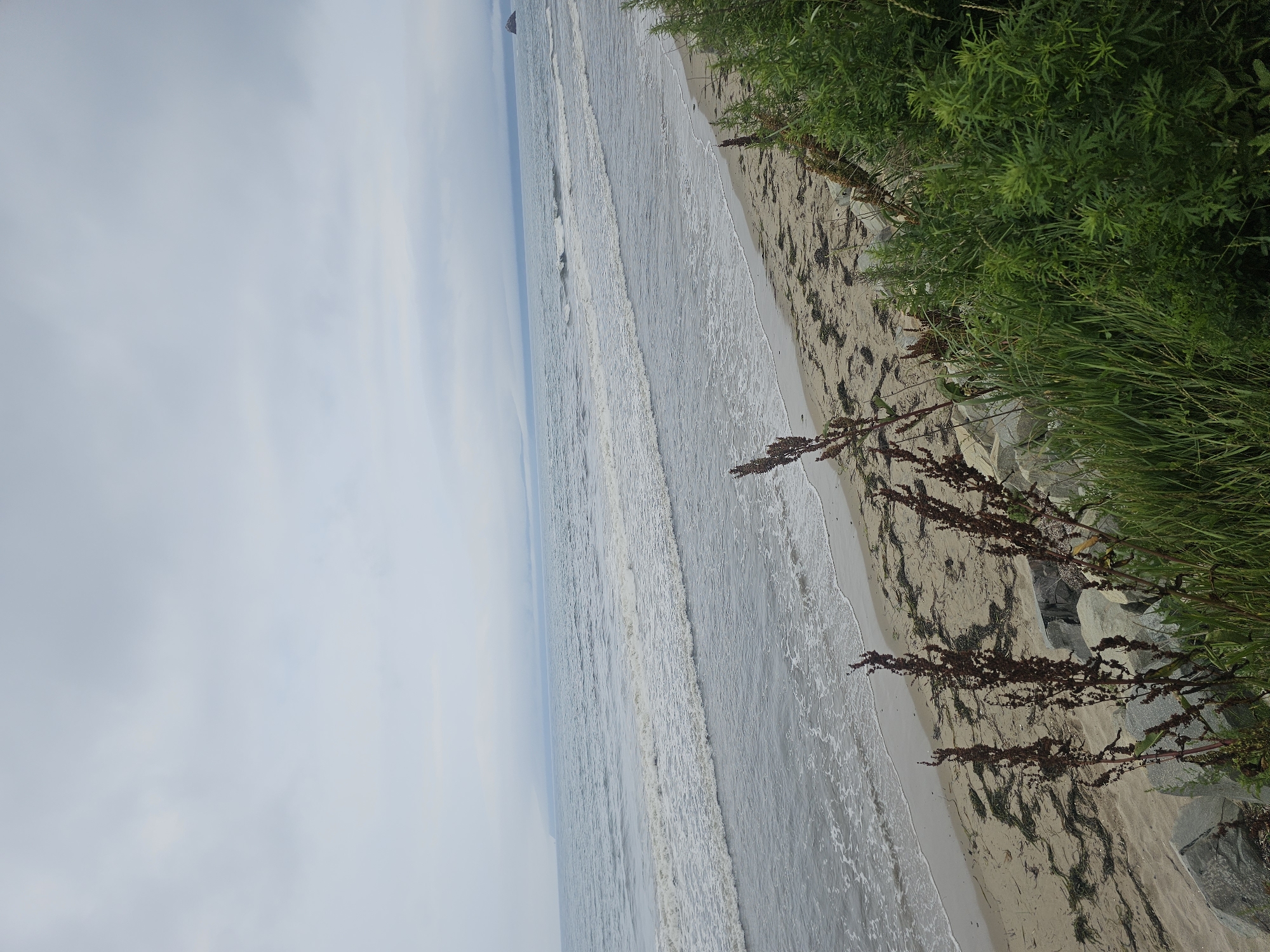 A wide shot captures a cloudy day at a beach, with the ocean meeting the sand. The foreground is dominated by lush green vegetation and some dry, brown stalks of plants, with large grey rocks at the base. The sand appears damp in places and has scattered pieces of seaweed. Gentle waves are breaking on the shore, creating a line of white foam. In the distance, the ocean stretches to the horizon, where a faint landmass can be seen shrouded in mist. The sky is overcast with uniform grey clouds. There are no people or animals visible in the scene. The environment suggests a natural, somewhat wild coastal area. The location is identified as Fokino, Russia.