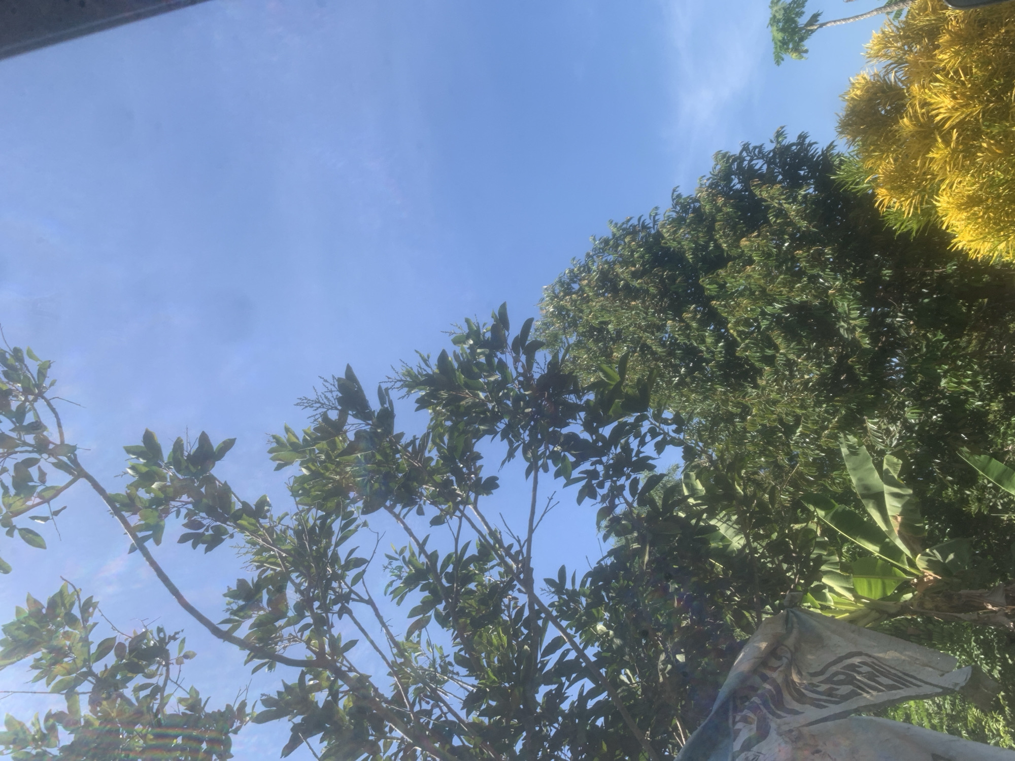 This is an outdoor, ground-level, eye-level shot of lush greenery and a bright blue sky. The scene is located in Moncongloe, Indonesia. In the foreground, a large, draped object, possibly a statue or a piece of fabric with a tribal pattern, is visible on the left. Behind this, banana leaves and other dense green foliage dominate the lower portion of the image. Further to the right, a tall tree with dark green leaves stands prominently. At the bottom right, a shrub with vibrant yellow leaves adds a pop of color. In the distance, a solitary palm tree can be seen against the clear blue sky. The sky itself is expansive and cloudless, indicating a sunny day. The overall impression is one of abundant tropical vegetation under a vast, clear sky.