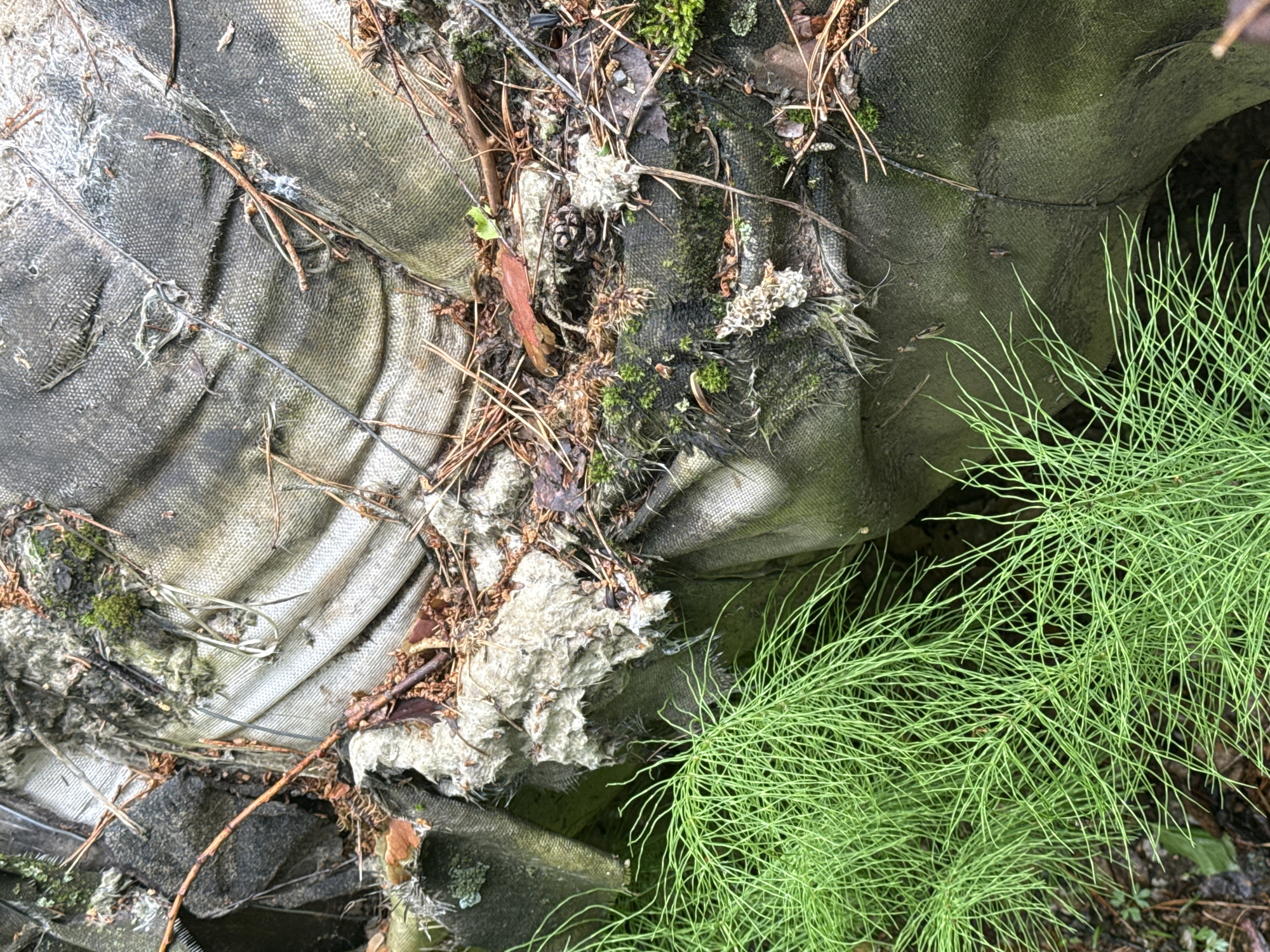 This close-up outdoor image, captured in Chaikovsky, Russia, showcases weathered, corrugated fibrous material, likely discarded construction debris, partially integrated into a natural landscape. The material, predominantly gray and off-white, exhibits significant signs of decay, including fraying, tearing, and bending, creating varied textures and shadows across its surface. In several areas, its coarse, fibrous composition is clearly visible.
Abundant natural elements are interspersed throughout the scene, settling upon and around the deteriorating material. These include dry pine needles, small twigs, pieces of bark, and patches of vibrant green moss. A thin, dark wire, possibly fencing or industrial waste, snakes across some of the corrugated surfaces.
A prominent feature on the right and bottom right of the image is a dense, lush cluster of bright green, fine-leaved plants, characteristic of horsetail (*Equisetum*). Its delicate, branching form provides a stark visual contrast to the rough, decaying background.
No people or animals are depicted, and no specific human activity is occurring. The scene appears to be set during daytime, with soft, even lighting suggesting an overcast sky or a shaded environment. There is no discernible text. The image portrays a blend of human-made waste and nature's persistent reclamation, highlighting the ongoing processes of weathering and biological growth.