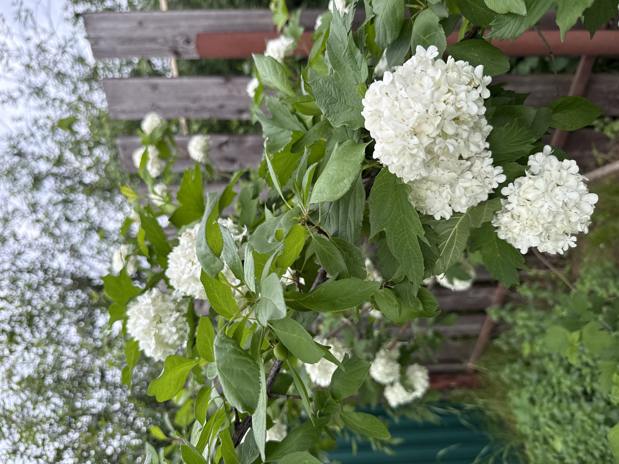 The image captures a close-up view of a flowering bush, likely a type of viburnum such as a 'Snowball Bush', abundant with clusters of pristine white flowers. The numerous small blossoms form dense, spherical inflorescences that stand out against the rich green foliage of the plant. The leaves are ovate with distinct vein patterns, showing various shades of green. A small, unripe green fruit is visible on one of the branches, indicating the plant's growth cycle.
In the background, a weathered wooden fence or structure, possibly a part of an old shed or property boundary, appears horizontally, partially obscured by the bush's leaves. Beyond this wooden element, a soft blur of green vegetation extends into the distance, suggesting a garden or natural outdoor setting. The far left of the image shows a heavily blurred area of white and light green, possibly distant trees or bright sky, creating a soft, ethereal backdrop.
The scene depicts no activity or event, presenting a tranquil moment in nature. The lighting suggests daytime, with soft, diffused light, indicating either an overcast sky or indirect sunlight. The general aesthetic of the garden, including the wooden fence and lush greenery, aligns with outdoor environments found in Votkinsk, Russia. No visible text is present in the media file.