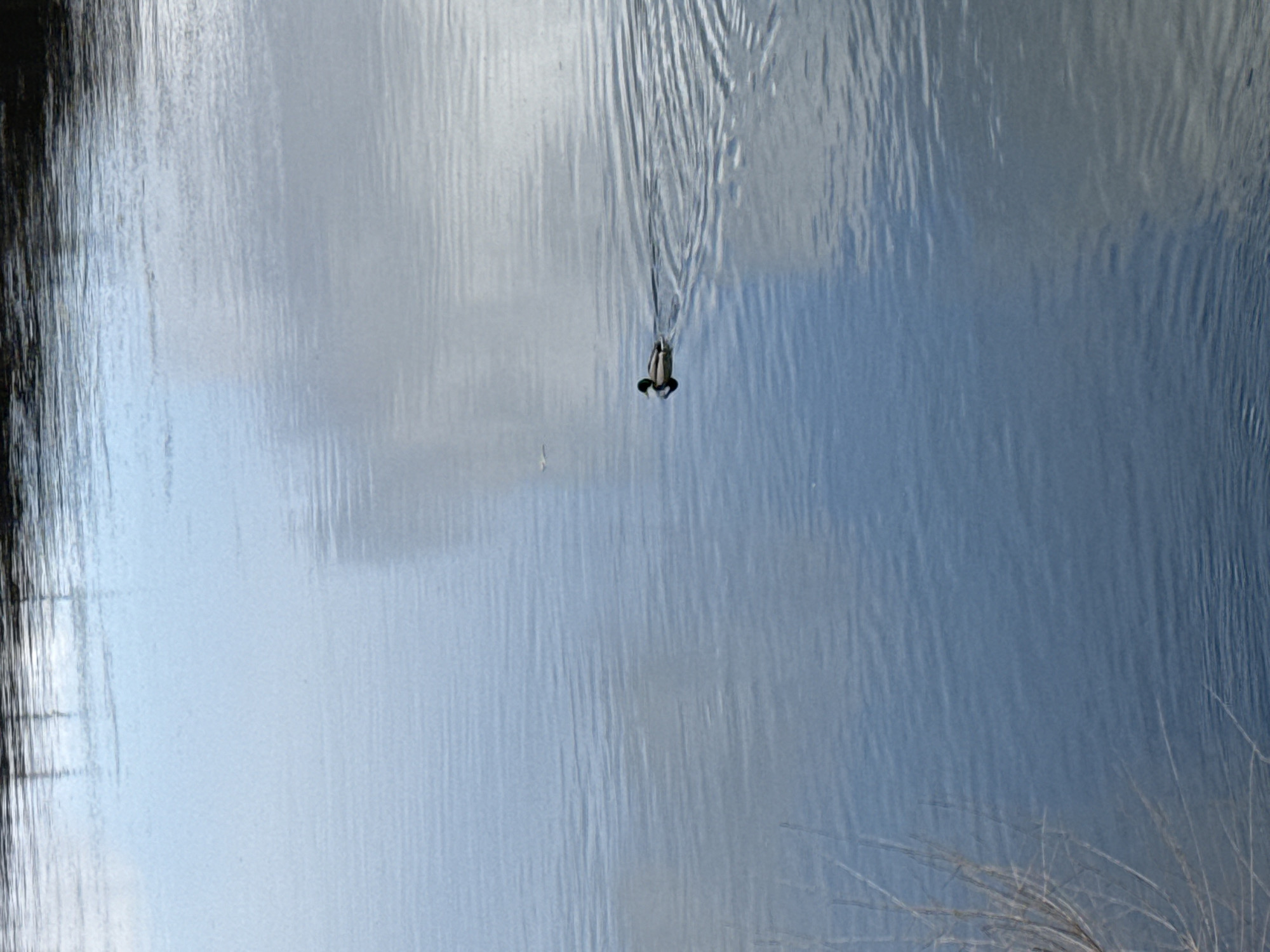 A small waterfowl, likely a duck, is captured in the act of dabbling in a body of water. The bird is partially submerged, with its rear end, featuring dark and light grey feathers, visible above the waterline as it feeds. A clear V-shaped wake trails behind the bird, indicating movement across the water.
The water surface is covered in gentle ripples and reflects the sky, displaying a blend of light blue and grey tones, suggesting an overcast or partly cloudy daytime. On the right side of the frame, light-colored reeds or dry grasses emerge from a shoreline, extending into the water. A dark, possibly tree-lined or dense land reflection, runs along the left edge of the water. The overall scene depicts a calm and natural outdoor environment, consistent with a lake, pond, or slow-moving river. There is no visible text in the image. The setting is a natural landscape, located within the Krasnoyarsk region of Russia.