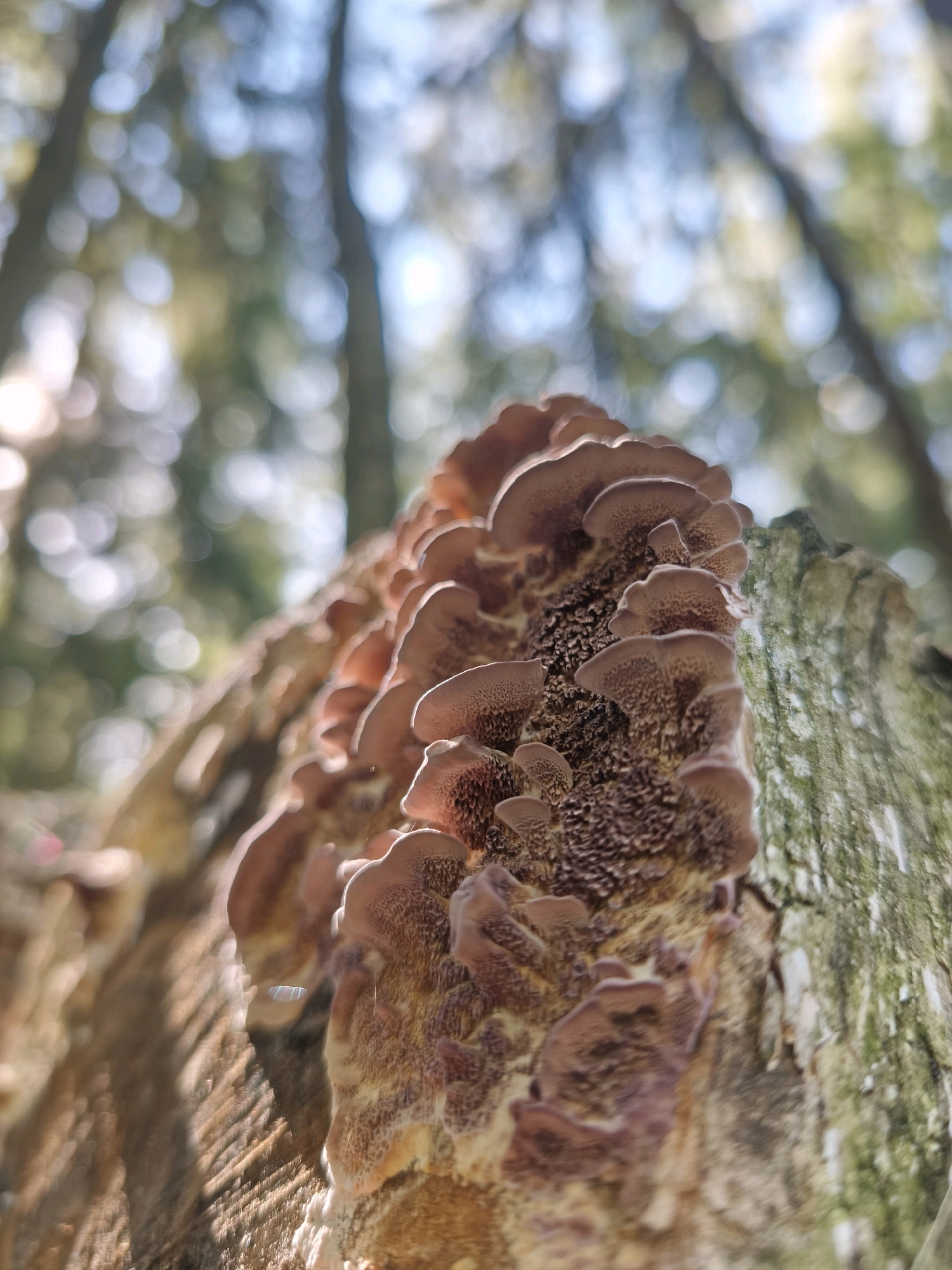 The image is a close-up, low-angle shot of a shelf fungus growing on a tree trunk in a forest environment. The fungus has multiple tiers of brown, fan-shaped caps with textured undersides. The tree trunk is rough and textured, with some moss or lichen visible on its surface. The background is blurred, showing the out-of-focus shapes of trees and dappled sunlight filtering through the canopy, suggesting an outdoor, natural setting. There is no indication of the city of Mahilyow, Belarus, or any people present in the image.